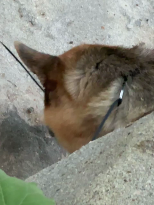 Viewer images show the German shepherd resting as they await rescuers in Malibu Canyon on July 3, 2024.