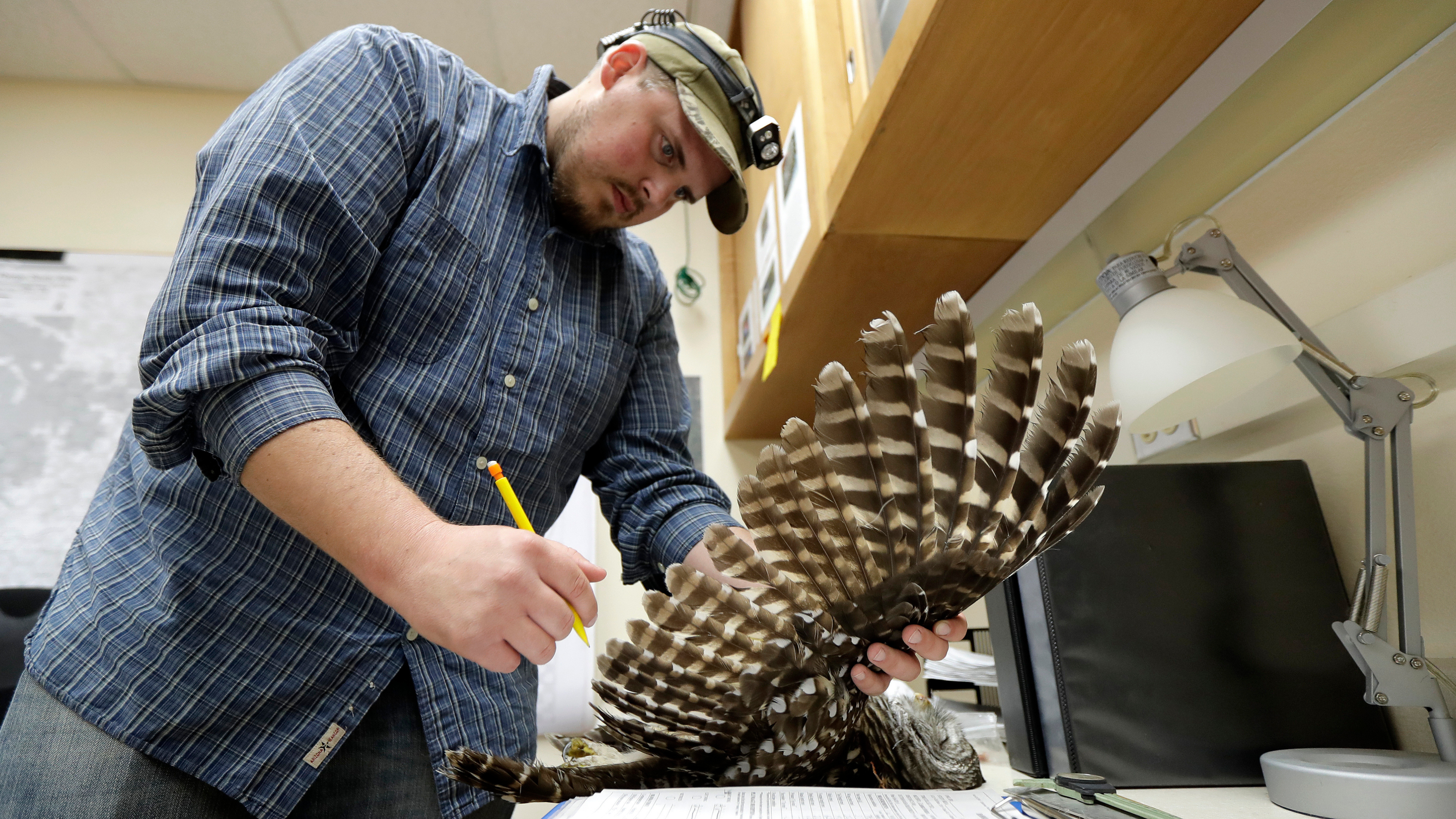 Wildlife technician Jordan Hazan records data in a lab.