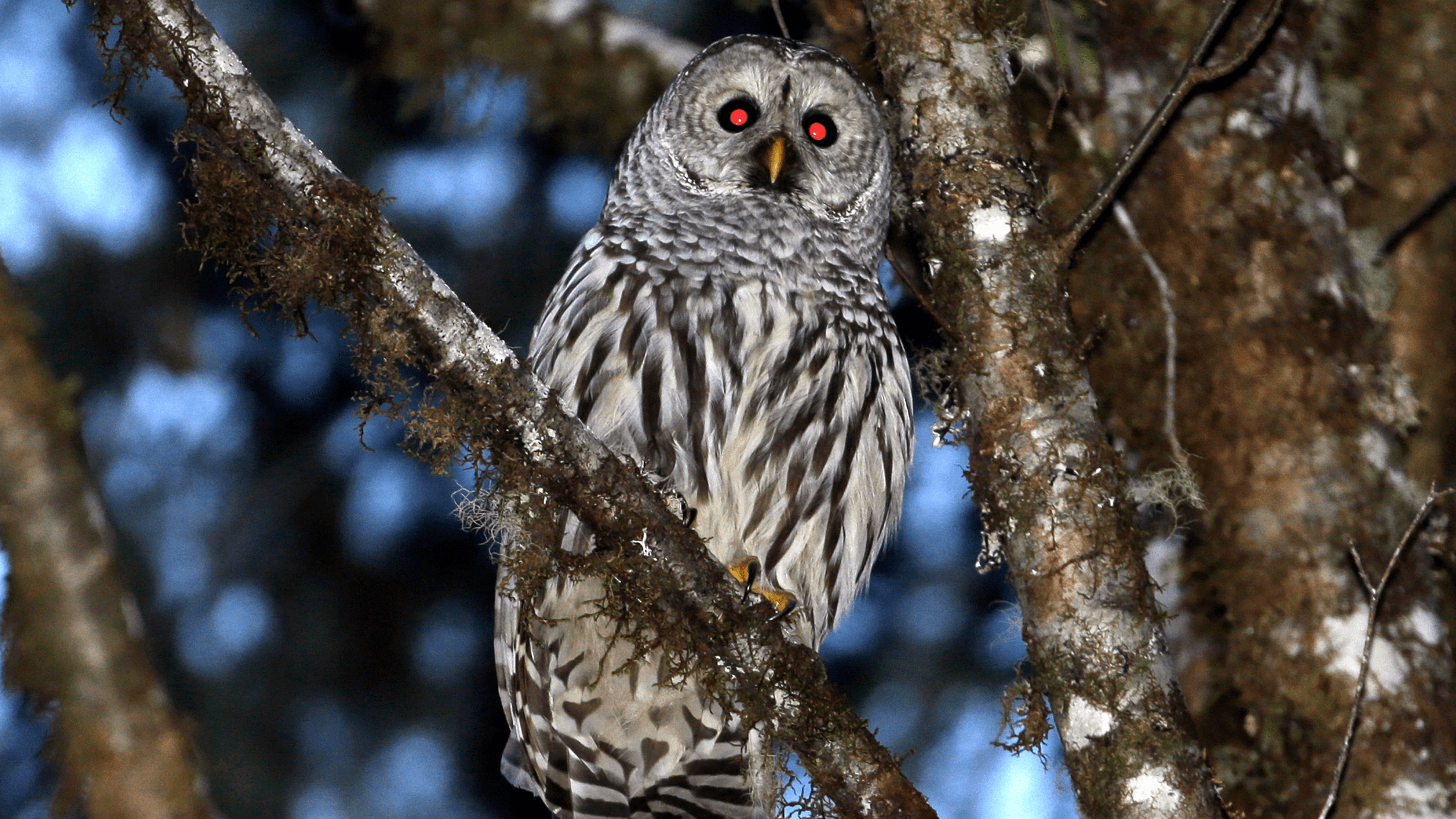 A female barred owl sits on a branch in the wooded hills, Dec. 13, 2017, outside Philomath, Ore.