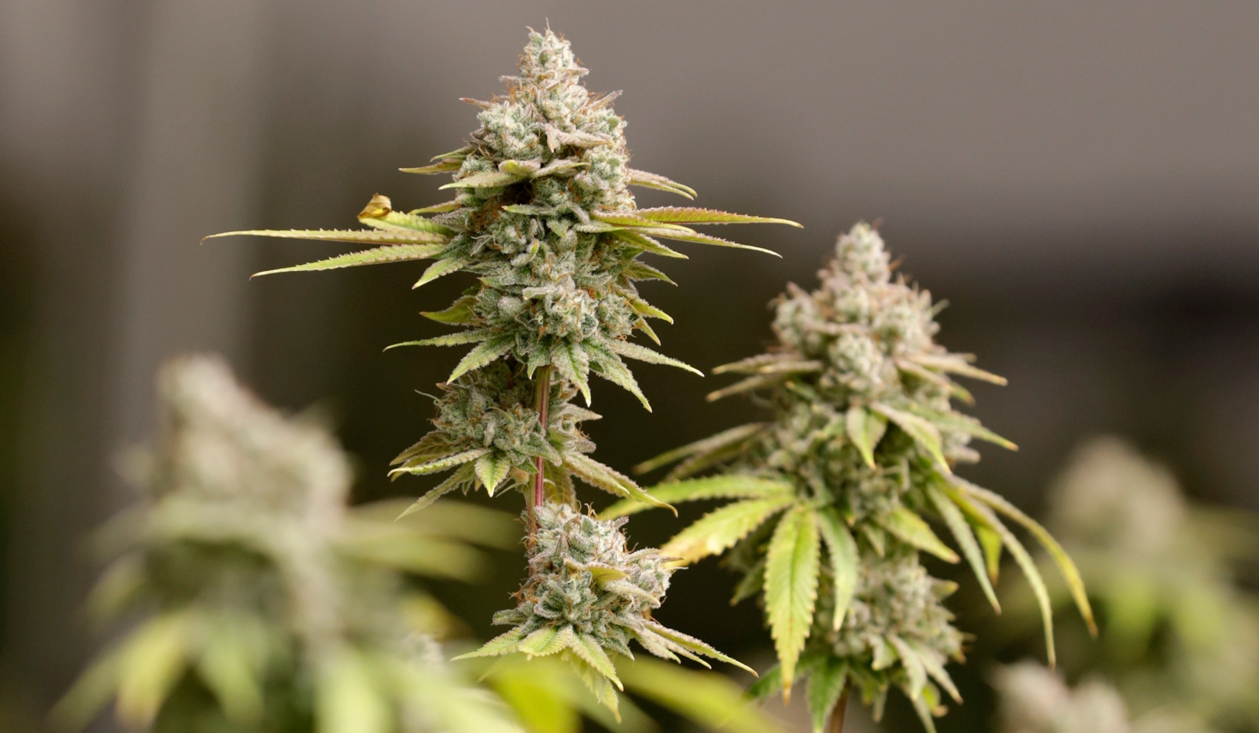 FILE - Marijuana buds ready for harvest are seen at AT-CPC of Ohio, Jan. 28, 2019, in Akron, Ohio. (AP Photo/Tony Dejak, File)