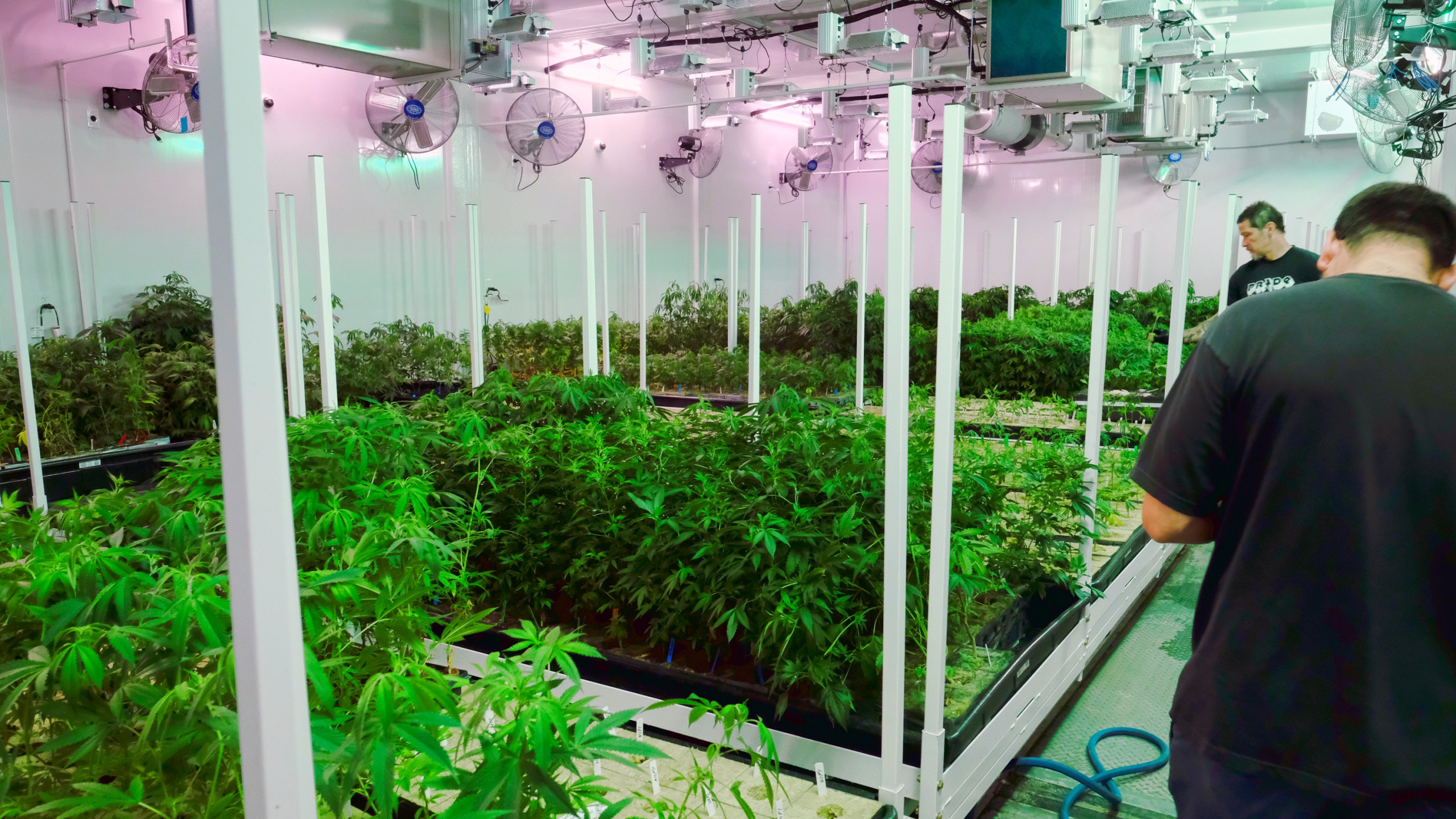 FILE - Caretakers oversee a grow room for medical marijuana at ShowGrow, a medical marijuana dispensary in Los Angeles, April 20, 2017. (AP Photo/Richard Vogel, File)