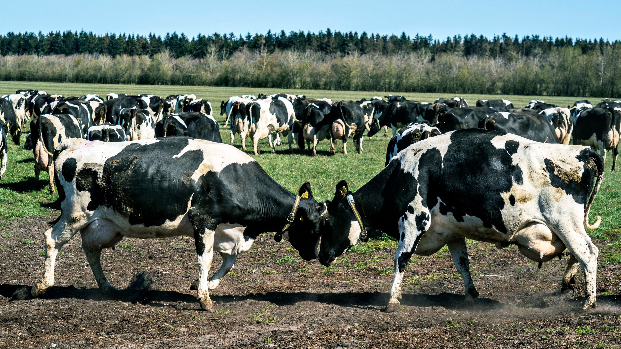 FILE - Dairy cows gather at Sommerbjerggaard after being released from the stables, near Them, Denmark, Sunday April 19, 2020. (Henning Bagger/Ritzau Scanpix via AP, File)