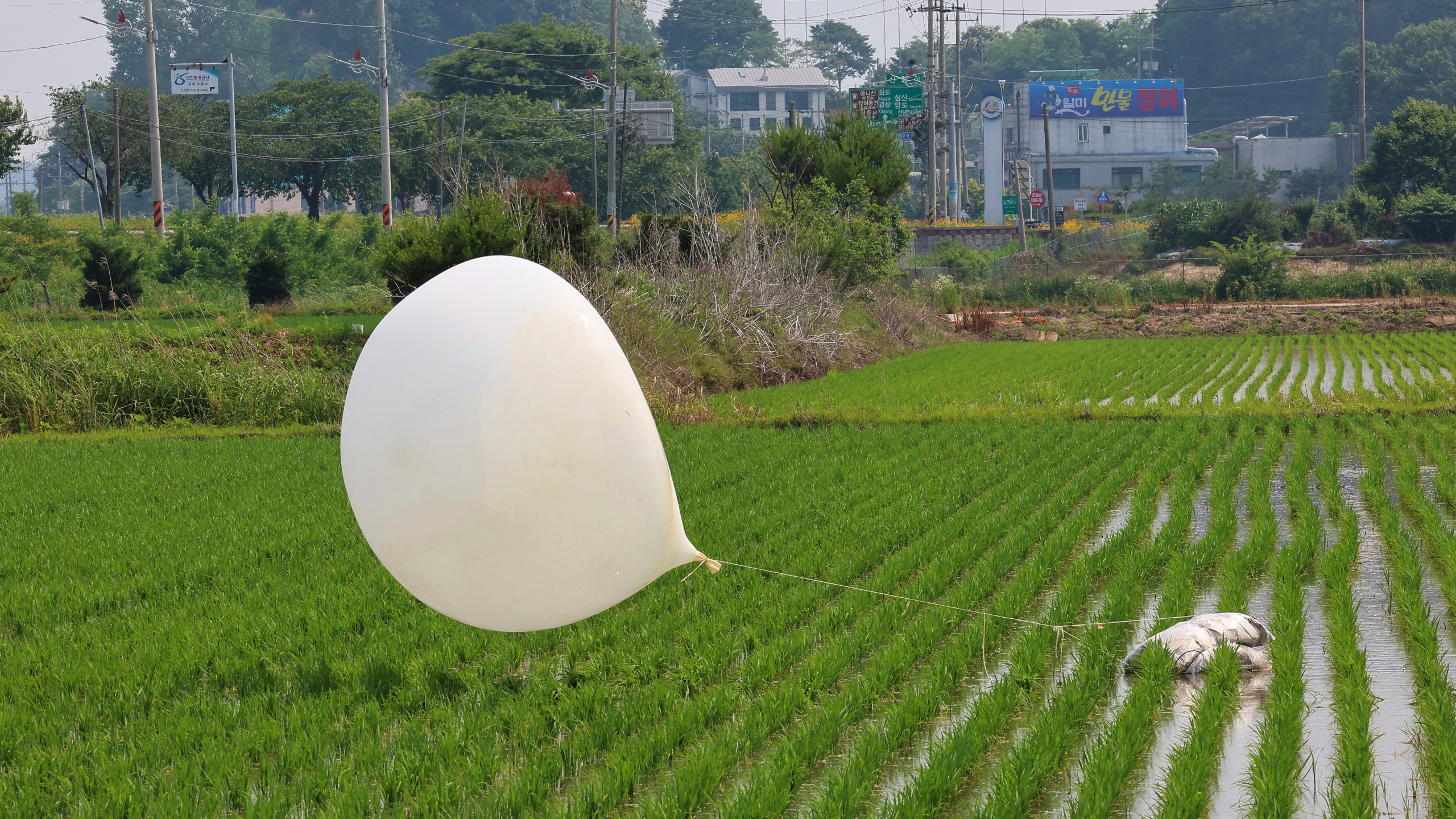 FILE - A balloon presumably sent by North Korea, is seen in a paddy field in Incheon, South Korea, on June 10, 2024. (Im Sun-suk/Yonhap via AP, File)