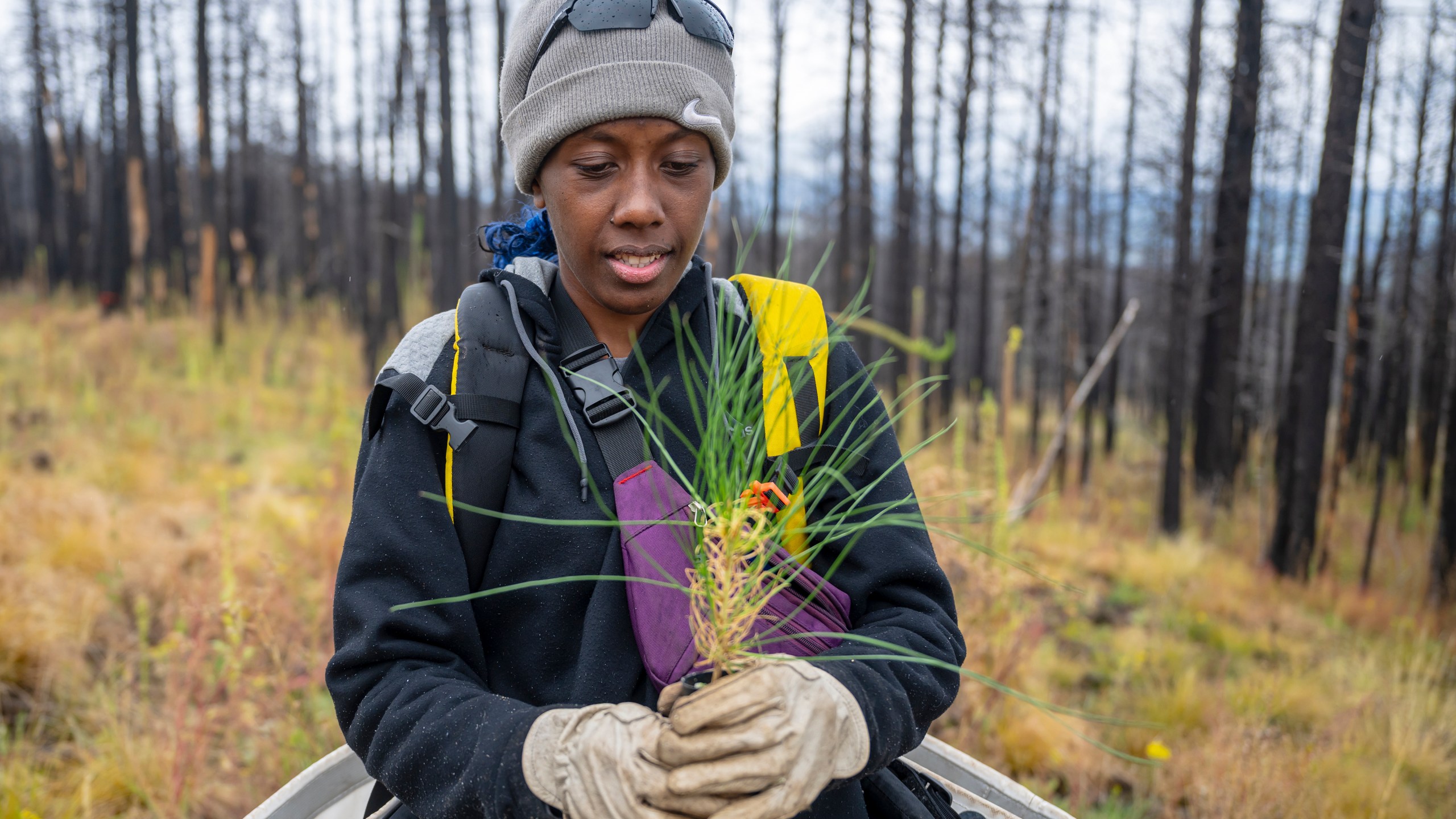 In this photo provided by The Nature Conservancy, Annie Topal plants a seedling during a restoration project on the burn scar left by the Hermit's Peak/Calf Canyon Fire near Mora, N.M., Saturday, Sept. 21, 2024. (Roberto E. Rosales/The Nature Conservancy via AP)