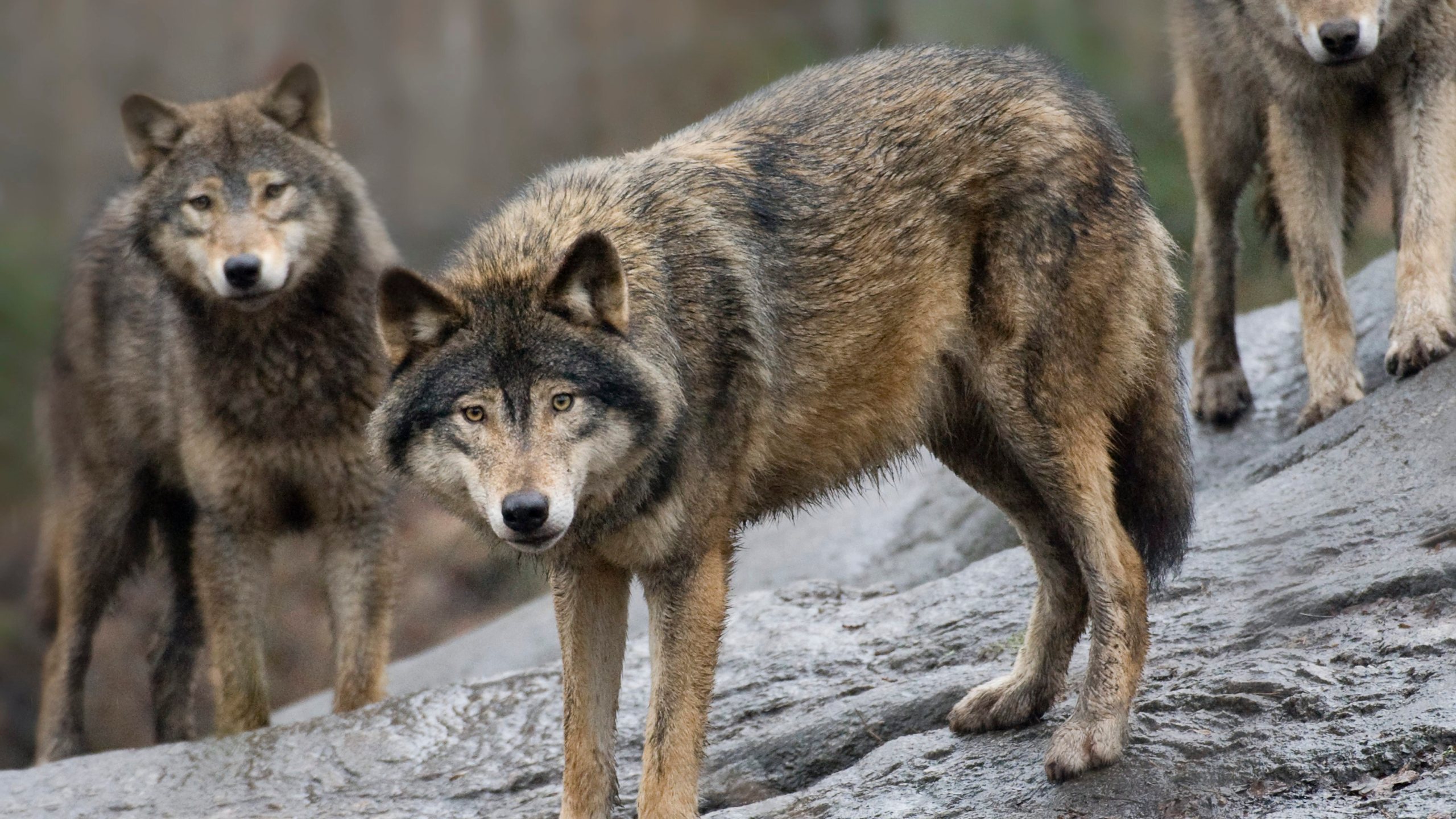 FILE - In this April 9, 2009 file photo, Swedish wolves are pictured at Skansen Zoo, in Stockholm. (AP Photo/Jonas Ekstromer/Scanpix Sweden, File)