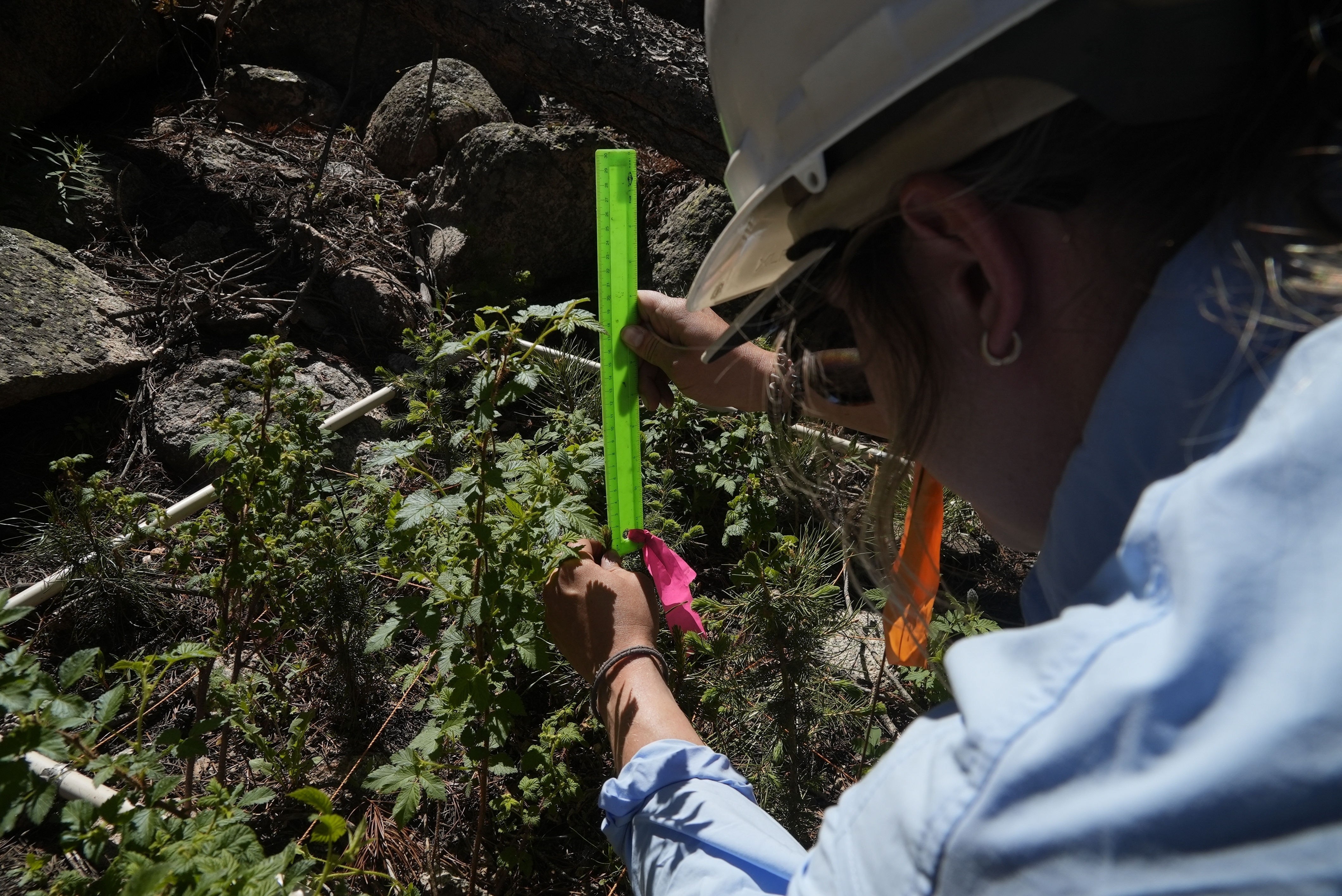 Maddie Wilson measures the height of a seedling at a reforestation test site Tuesday, June 11, 2024, in Bellvue, Colo., at the 2020 Cameron Peak fire burn area. (AP Photo/Brittany Peterson)