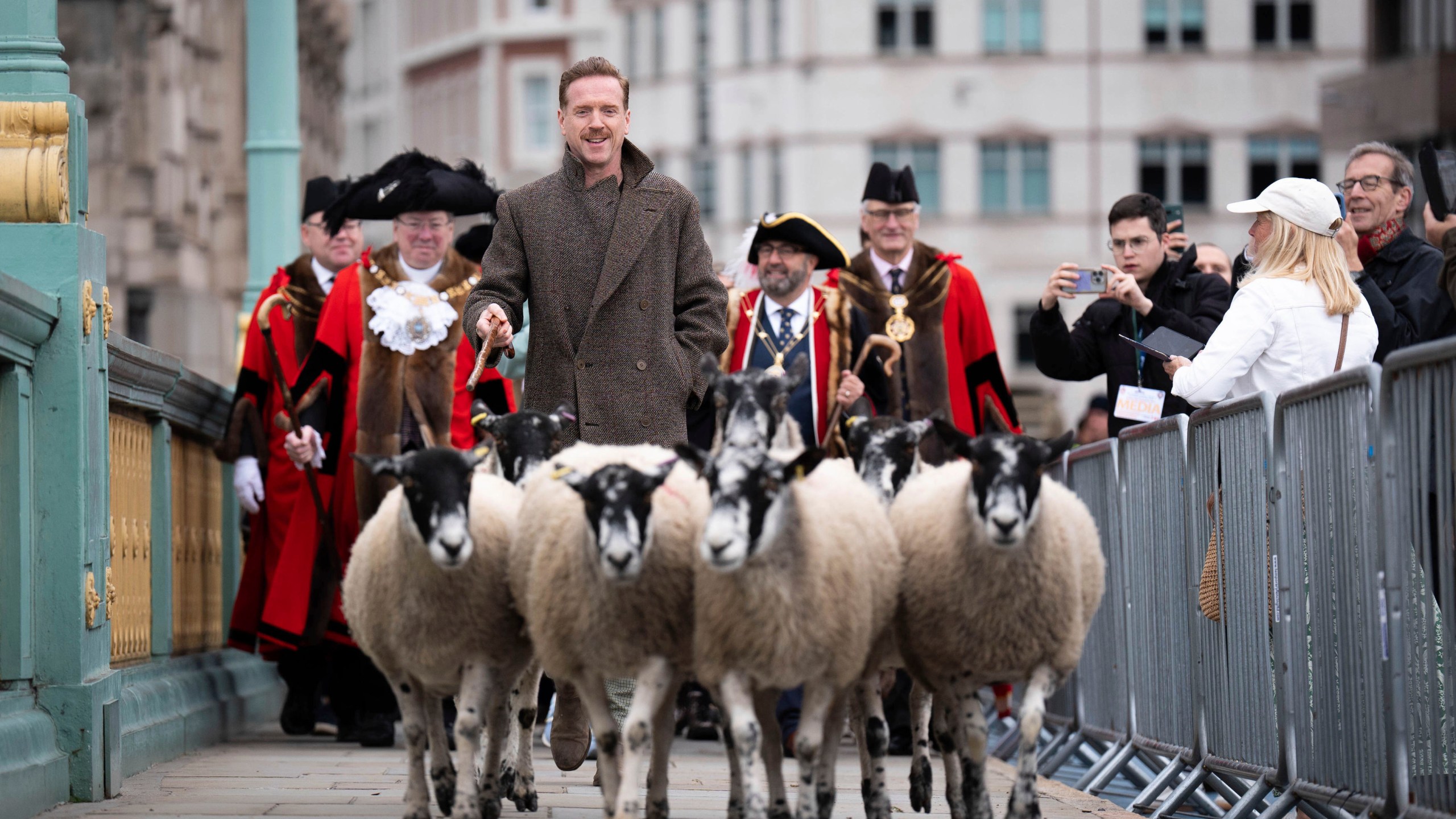 Damien Lewis drives sheep over Southwark Bridge, London, in the 11th London Sheep Drive, in London, Sunday, Sept. 29, 2024. (James Manning/PA via AP)