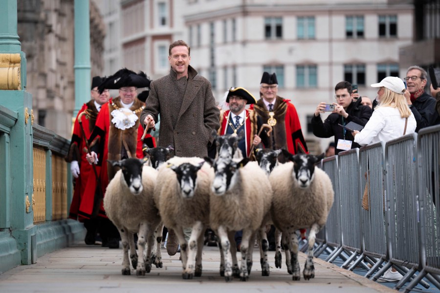 Damien Lewis drives sheep over Southwark Bridge, London, in the 11th London Sheep Drive, in London, Sunday, Sept. 29, 2024. (James Manning/PA via AP)