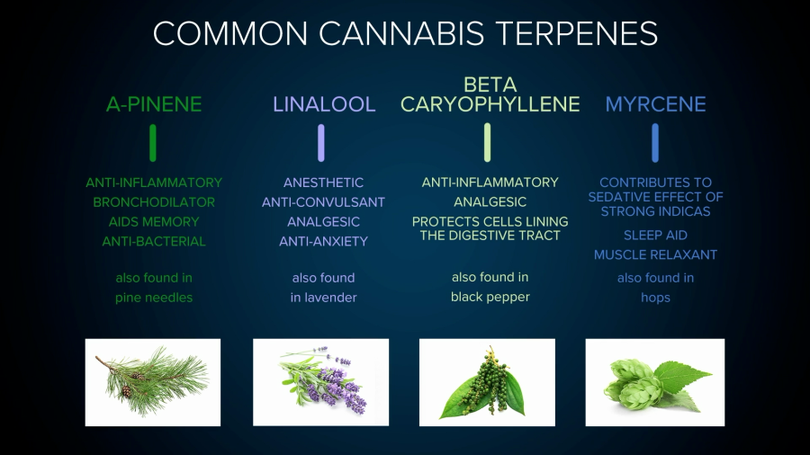 A screenshot from an instructional video from Green Flower that is used in its Cannabis Healthcare and Medicine Certificate program.