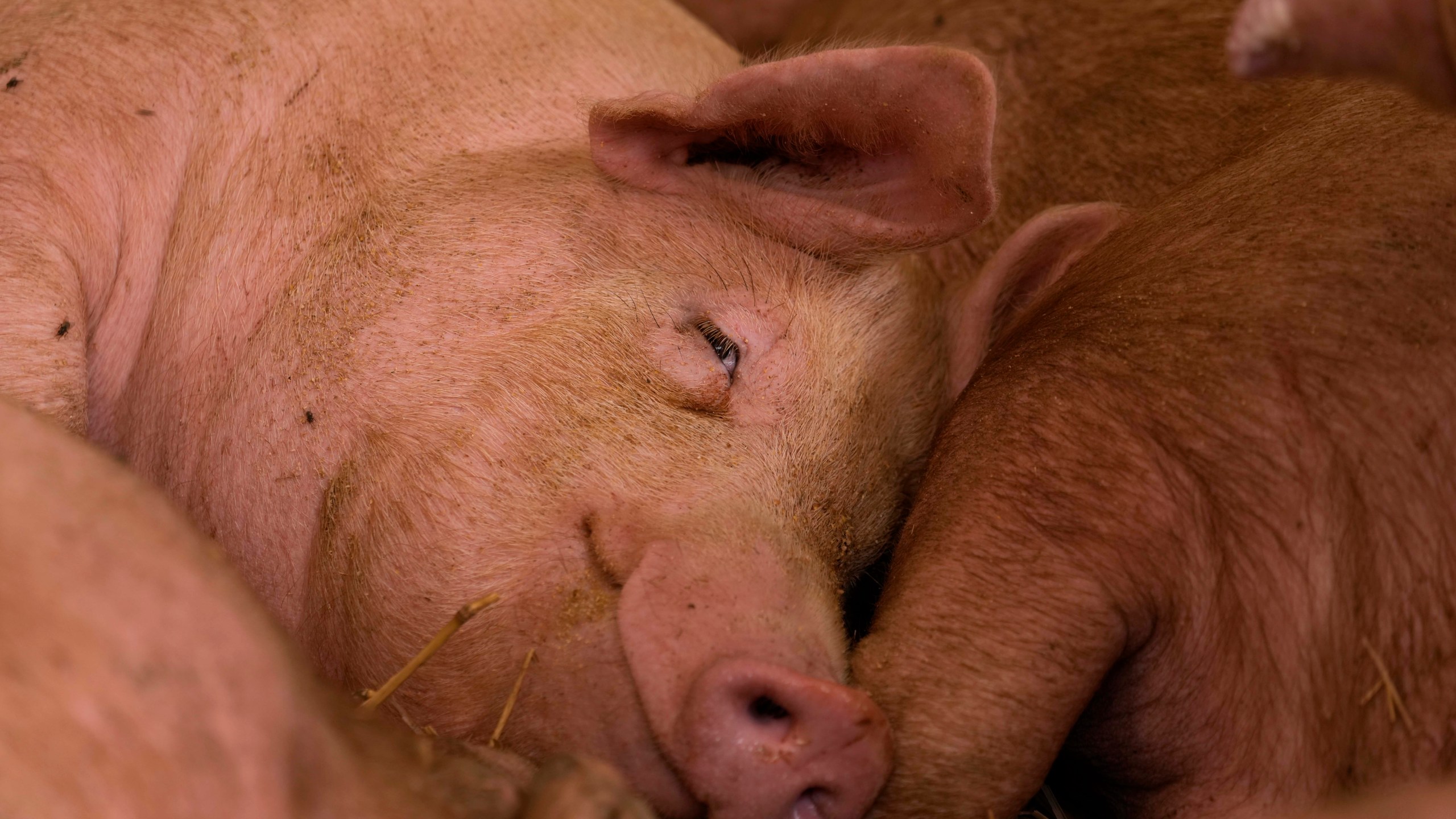 A pig sleeps on in a shed of the Piggly farm in Pegognaga, near Mantova, northern Italy, Wednesday, Sept. 25, 2024. (AP Photo/Luca Bruno)