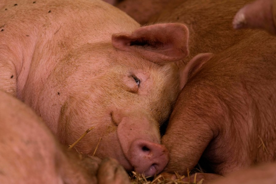 A pig sleeps on in a shed of the Piggly farm in Pegognaga, near Mantova, northern Italy, Wednesday, Sept. 25, 2024. (AP Photo/Luca Bruno)