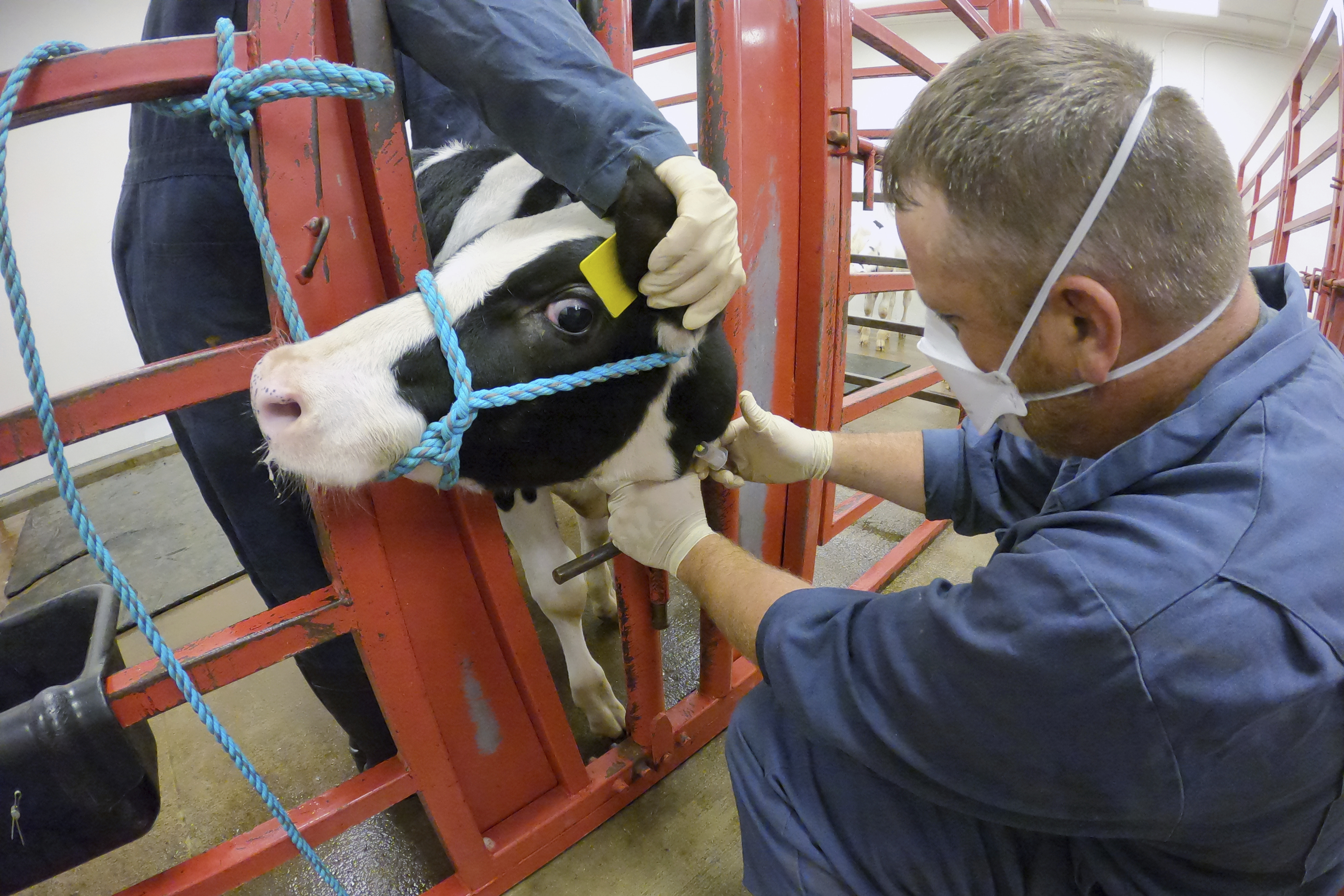 FILE - In this photo provided by the U.S. Department of Agriculture, an animal caretaker collects a blood sample from a dairy calf vaccinated against bird flu in a containment building at the National Animal Disease Center research facility in Ames, Iowa, on Wednesday, July 31, 2024. (USDA Agricultural Research Service via AP, File)