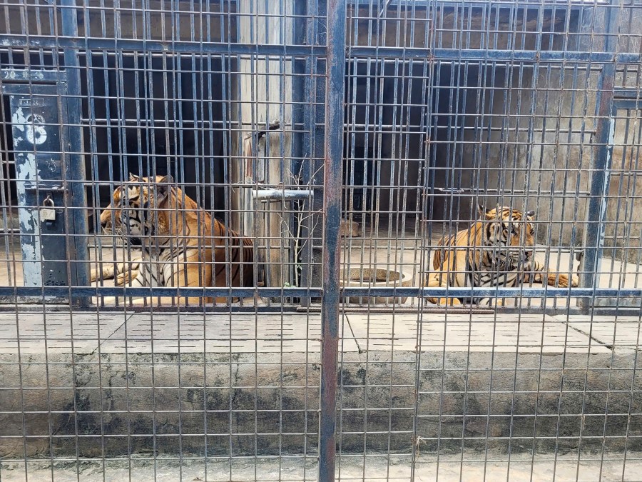 CORRECTS NAME OF ZOO- Tigers are kept in cages at Vuon Xoai zoo in Bien Hoa city, Vietnam on Thursday, Oct. 3, 2024. (Phuoc Tuan/VNExpress via AP)