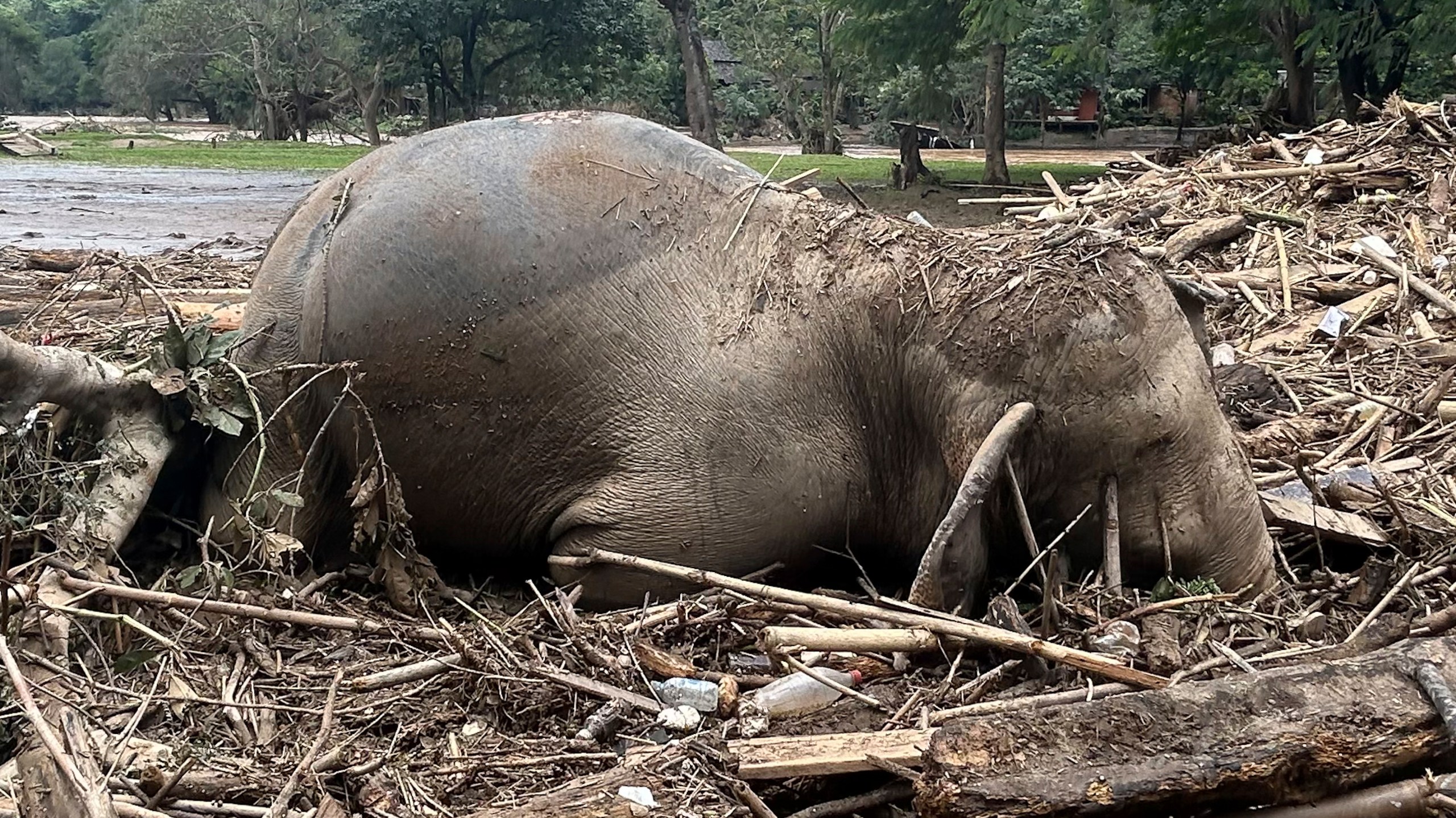 The body of an elephant lies among floodwater debris in Chiang Mai province, Thailand, Saturday, Oct. 5, 2024. (AP Photo/Chatkla Samnaingjam)