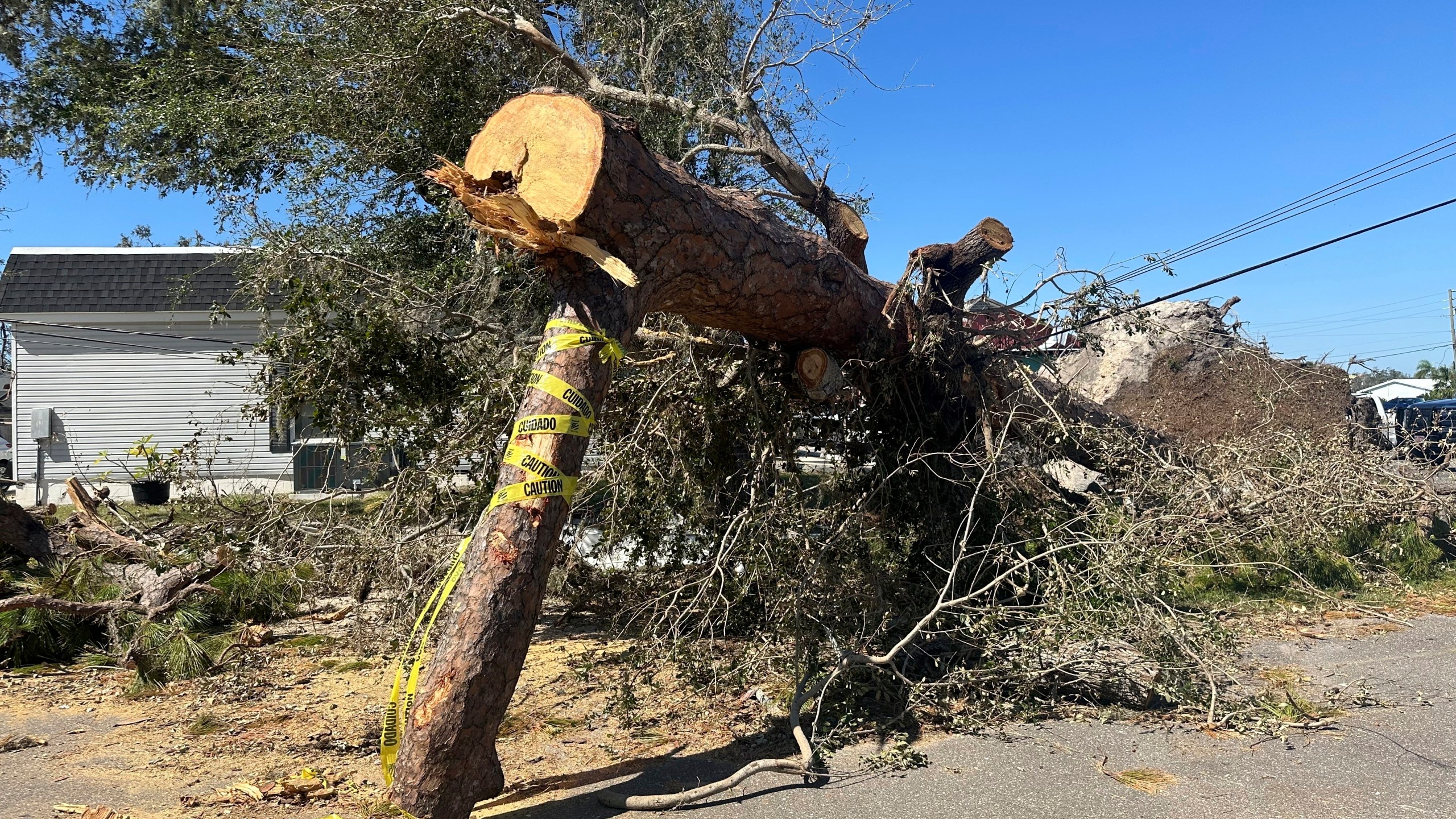 A large fallen tree pins down power lines in Ellenton, Fla., on Monday, Oct. 14, 2024. (AP Photo/Russ Bynum)