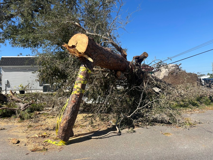 A large fallen tree pins down power lines in Ellenton, Fla., on Monday, Oct. 14, 2024. (AP Photo/Russ Bynum)