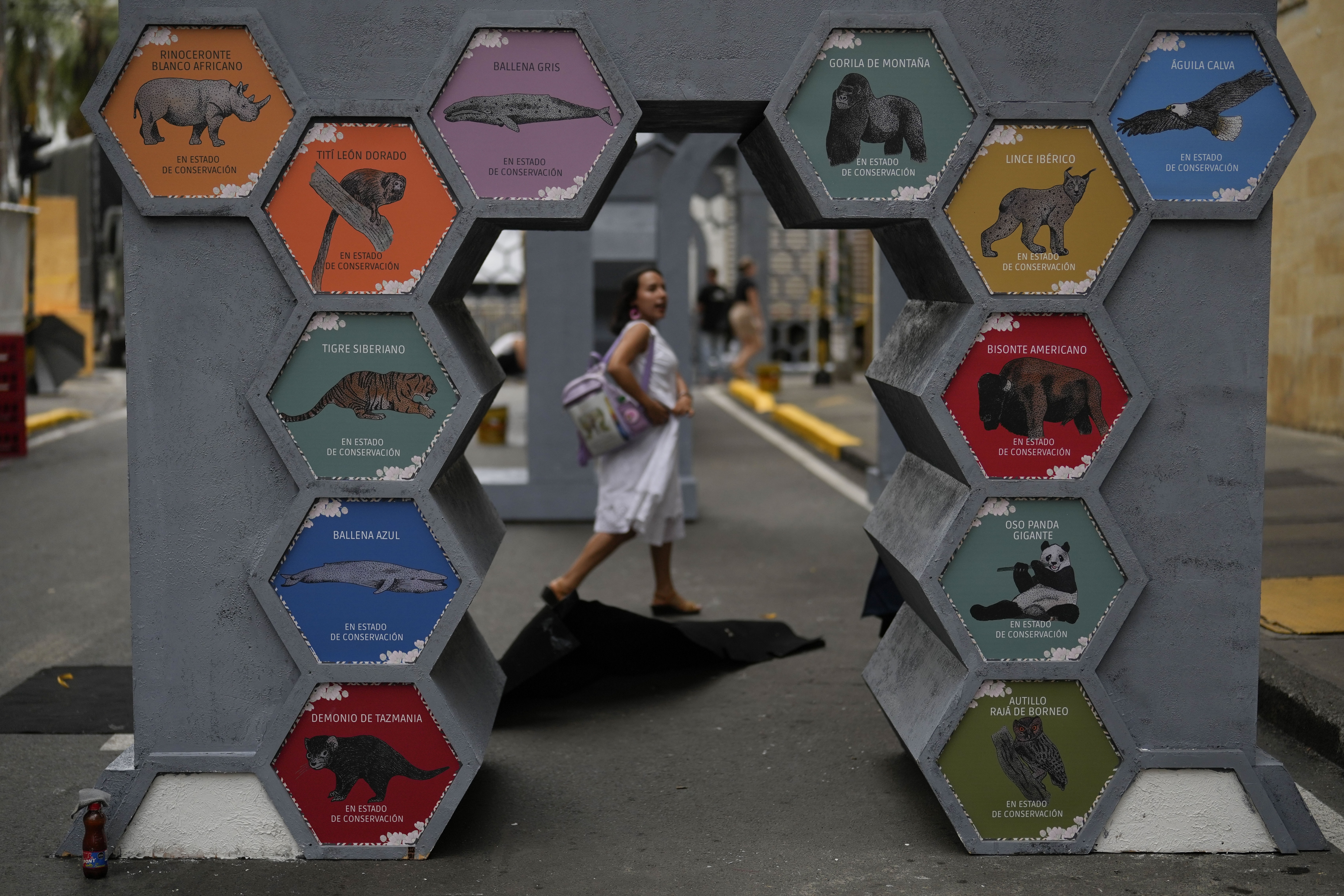 Animals in risk of extinction display is exhibited in the green zone, a day ahead of the COP16 United Nations biodiversity conference, in host city Cali, Colombia, Saturday, Oct. 19, 2024. (AP Photo/Fernando Vergara)