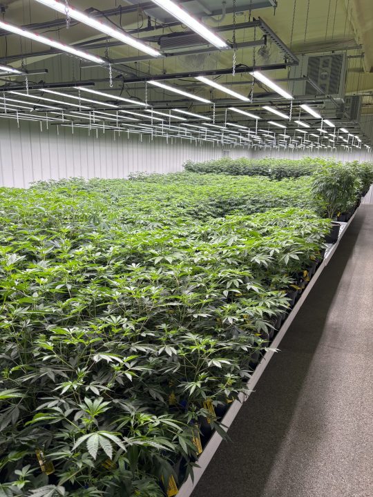 FILE - CRC, of Alabama, has 1,500 medical marijuana plants, shown here on July 23, 2024, growing at their Pike County, Alabama facility. (AP Photo/Kim Chandler, File)