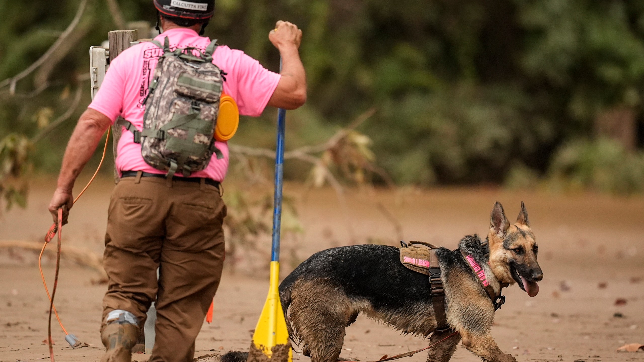 A search and rescue dog and handler searches for victims in deep mud in the aftermath of Hurricane Helene, Tuesday, Oct. 1, 2024, in Swannanoa, N.C. (AP Photo/Mike Stewart)