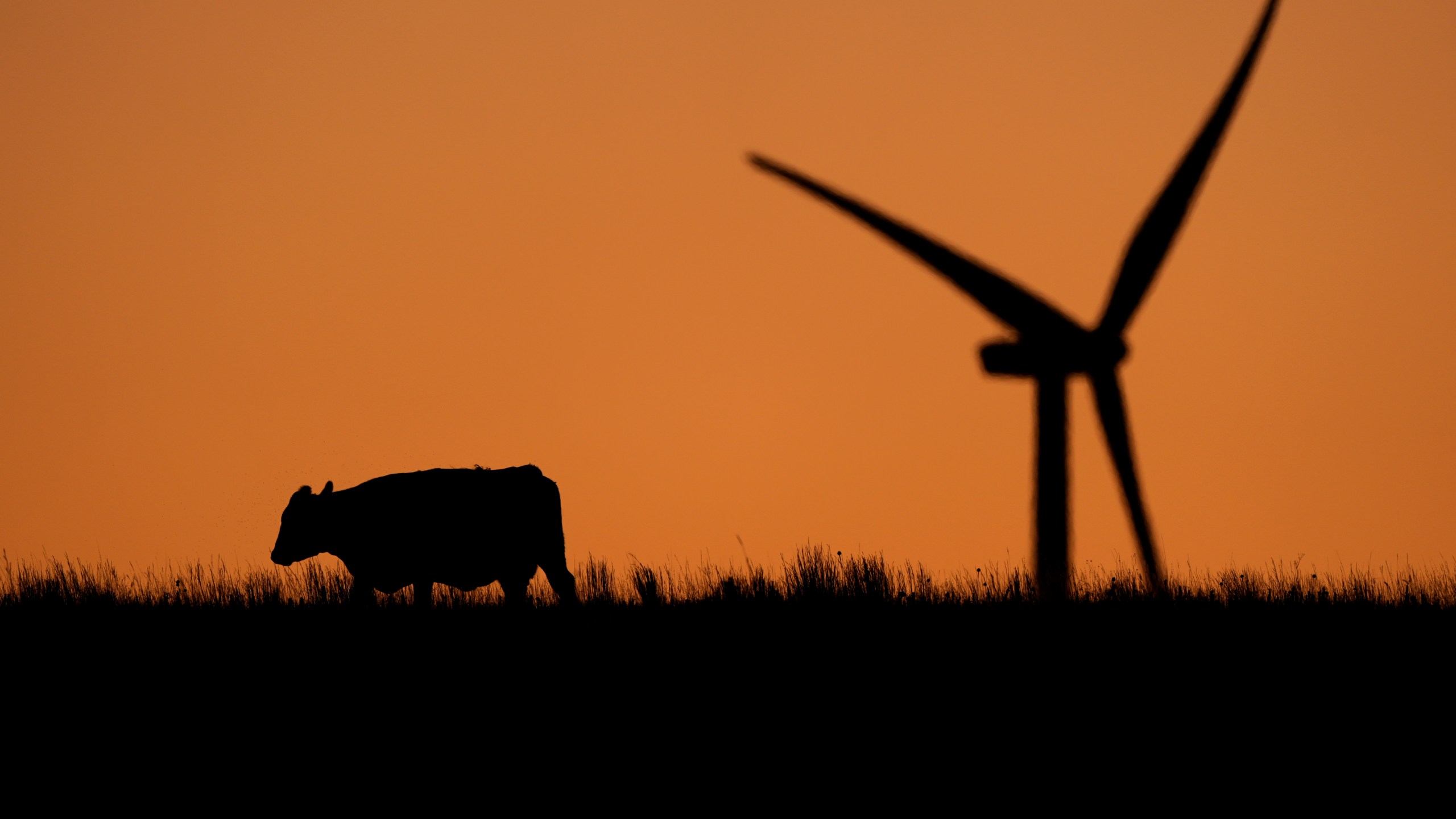 A cow grazes in a pasture at dawn as a wind turbine operates in the distance at the Buckeye Wind Energy wind farm, Monday, Sept. 30, 2024, near Hays, Kan. (AP Photo/Charlie Riedel)