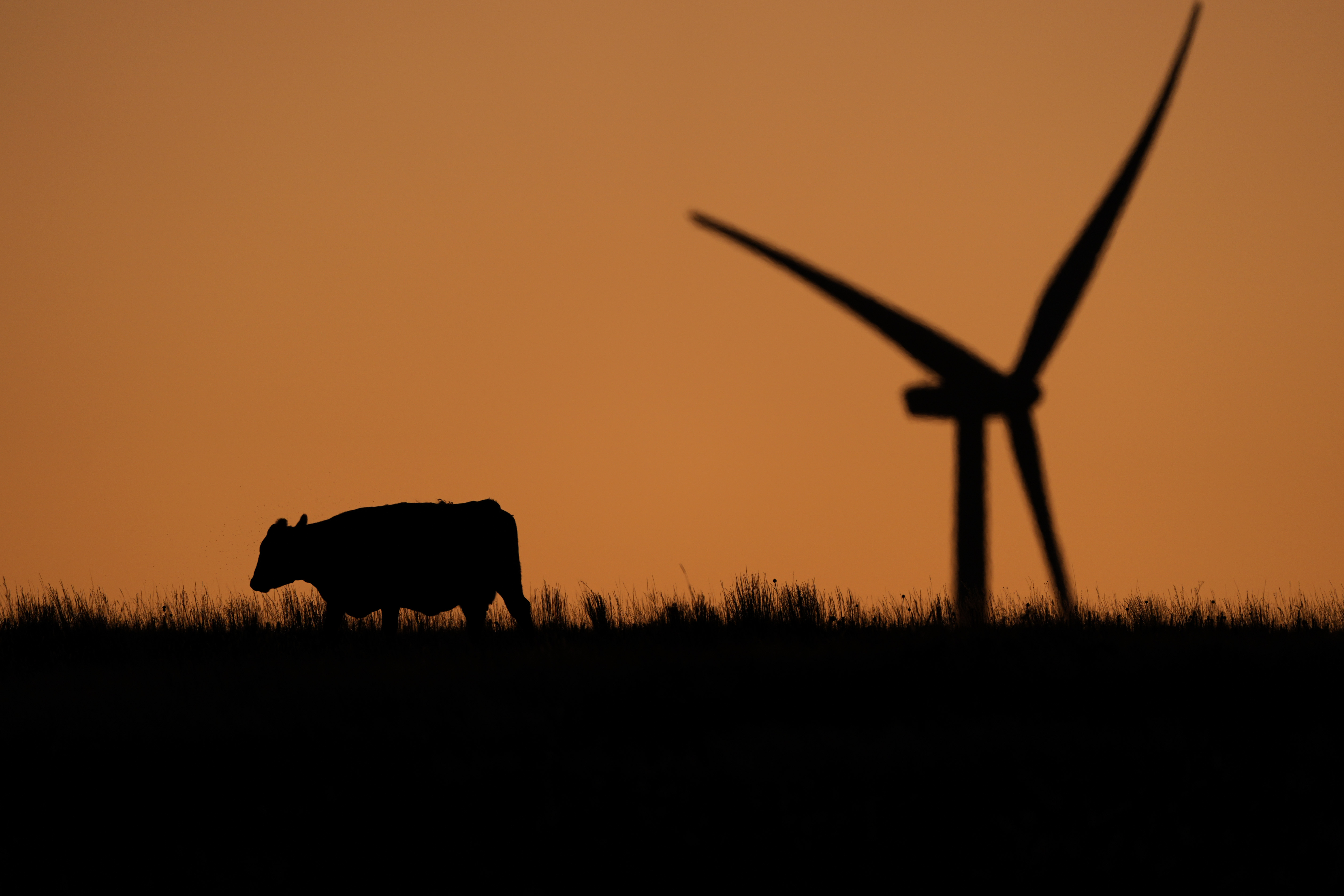 A cow grazes in a pasture at dawn as a wind turbine operates in the distance at the Buckeye Wind Energy wind farm, Monday, Sept. 30, 2024, near Hays, Kan. (AP Photo/Charlie Riedel)