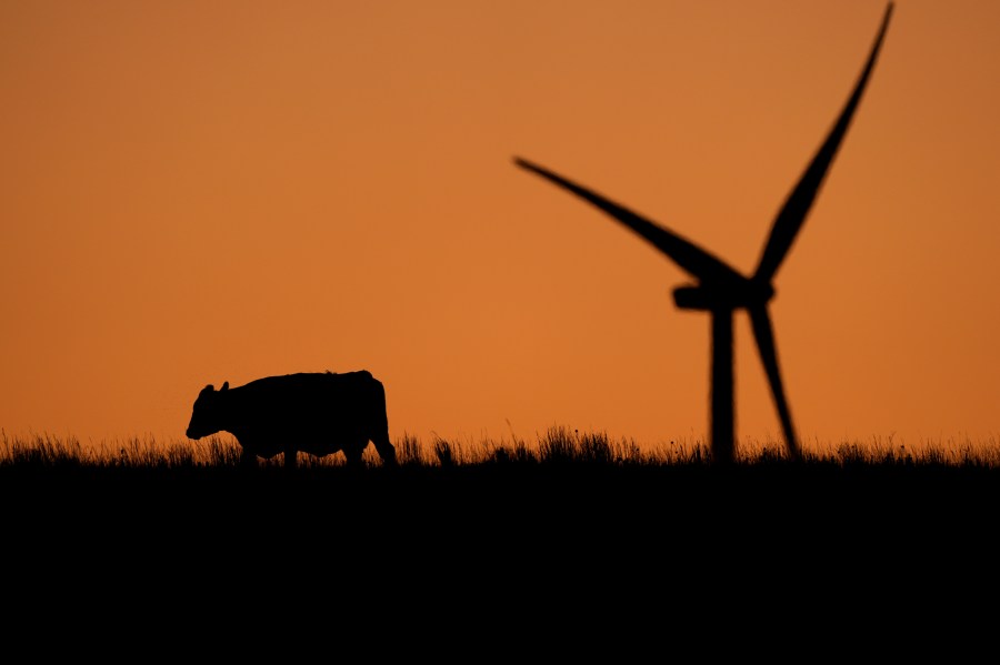 A cow grazes in a pasture at dawn as a wind turbine operates in the distance at the Buckeye Wind Energy wind farm, Monday, Sept. 30, 2024, near Hays, Kan. (AP Photo/Charlie Riedel)