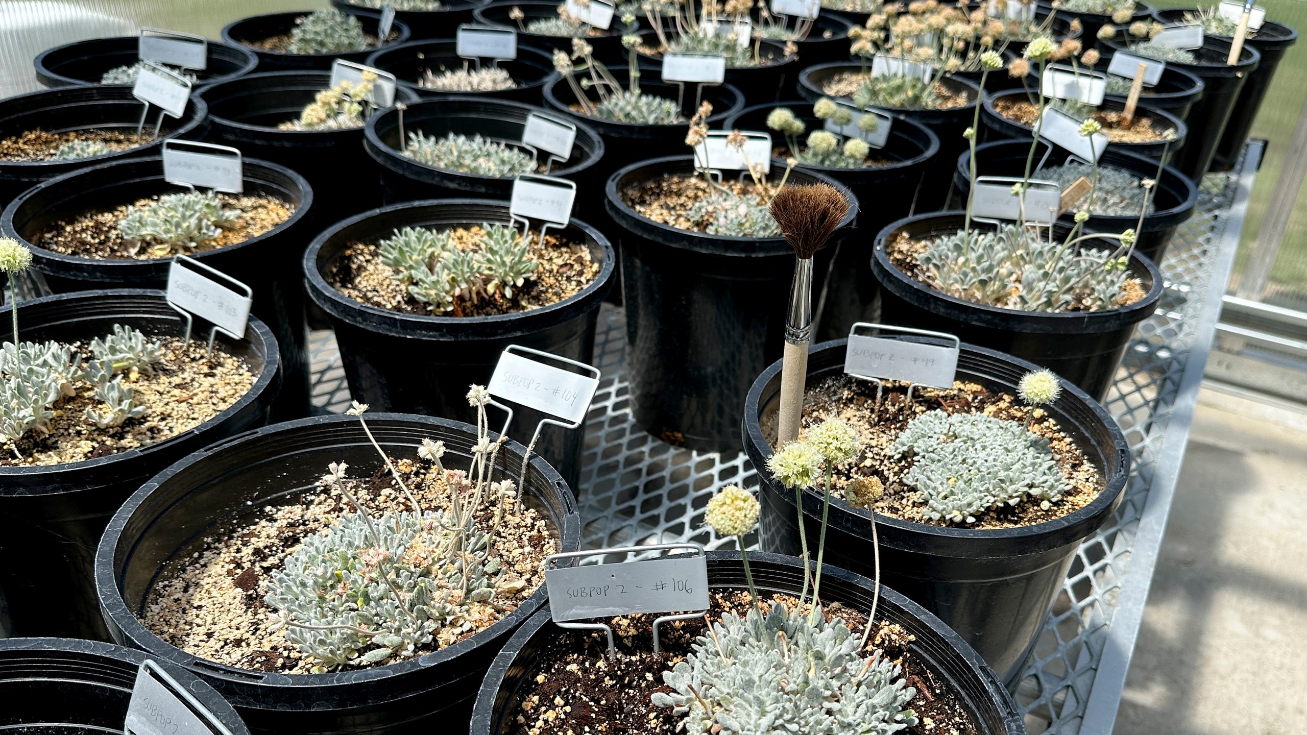 FILE - Tiehm's buckwheat grows in a greenhouse in Gardnerville, Nevada, Tuesday, May 21, 2024. The endangered desert wildflower stands in the way of a mining company's plans to dig for lithium to help speed production of batteries for electric cars and other green energy projects. (AP Photo/Scott Sonner, File)