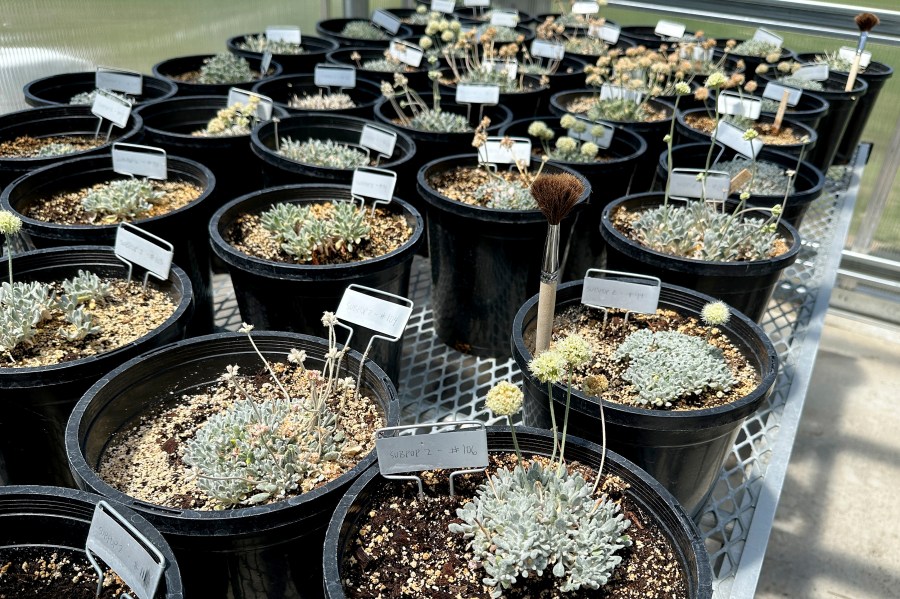 FILE - Tiehm's buckwheat grows in a greenhouse in Gardnerville, Nevada, Tuesday, May 21, 2024. The endangered desert wildflower stands in the way of a mining company's plans to dig for lithium to help speed production of batteries for electric cars and other green energy projects. (AP Photo/Scott Sonner, File)