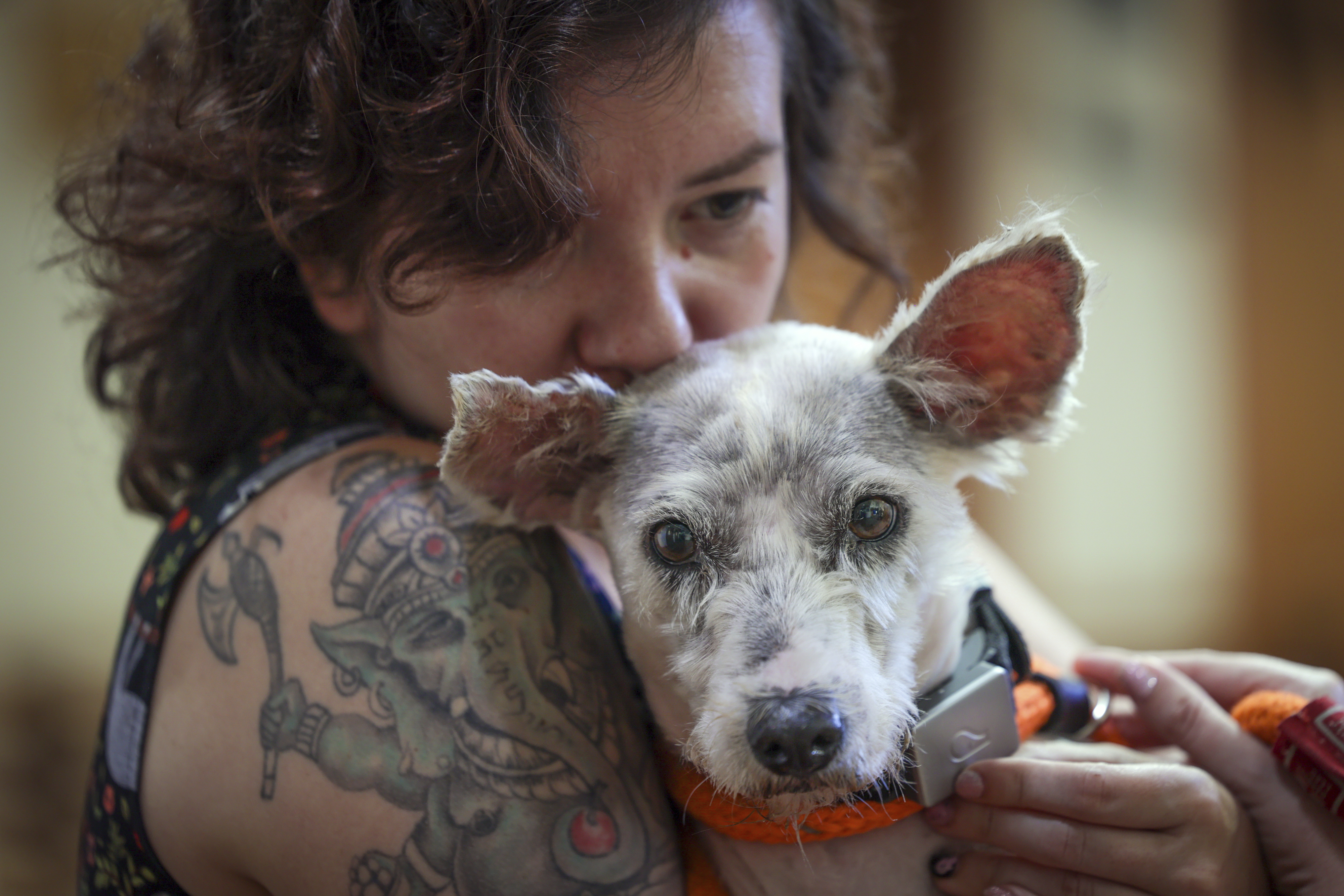 Scrim sits in the arms of Zoey Ponder at Metairie Small Animal Hospital in Metairie, La., Thursday, Oct. 24, 2024. (Brett Duke/The Times-Picayune/The New Orleans Advocate via AP)