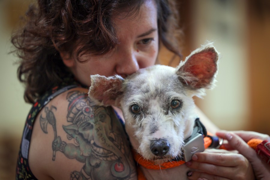 Scrim sits in the arms of Zoey Ponder at Metairie Small Animal Hospital in Metairie, La., Thursday, Oct. 24, 2024. (Brett Duke/The Times-Picayune/The New Orleans Advocate via AP)