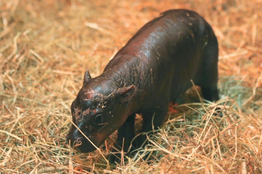 This photo taken on Oct. 31, 2024 and made available by RZSS shows newborn pygmy hippo named Haggis, born at Edinburgh Zoo, Edinburgh, Scotland. (Laura Moore/Royal Zoological Society of Scotland via AP)