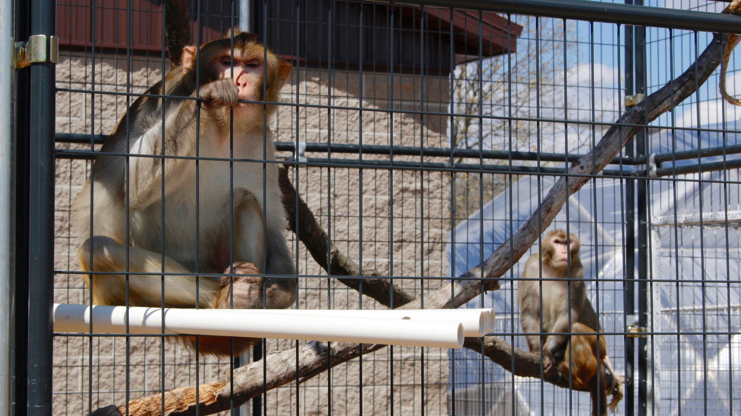 FILE - In this May 13, 2019, photo, River, left, and Timon, both rhesus macaques, sit in an outdoor enclosure at Primates Inc., in Westfield, Wis. (AP Photo/Carrie Antlfinger, File)