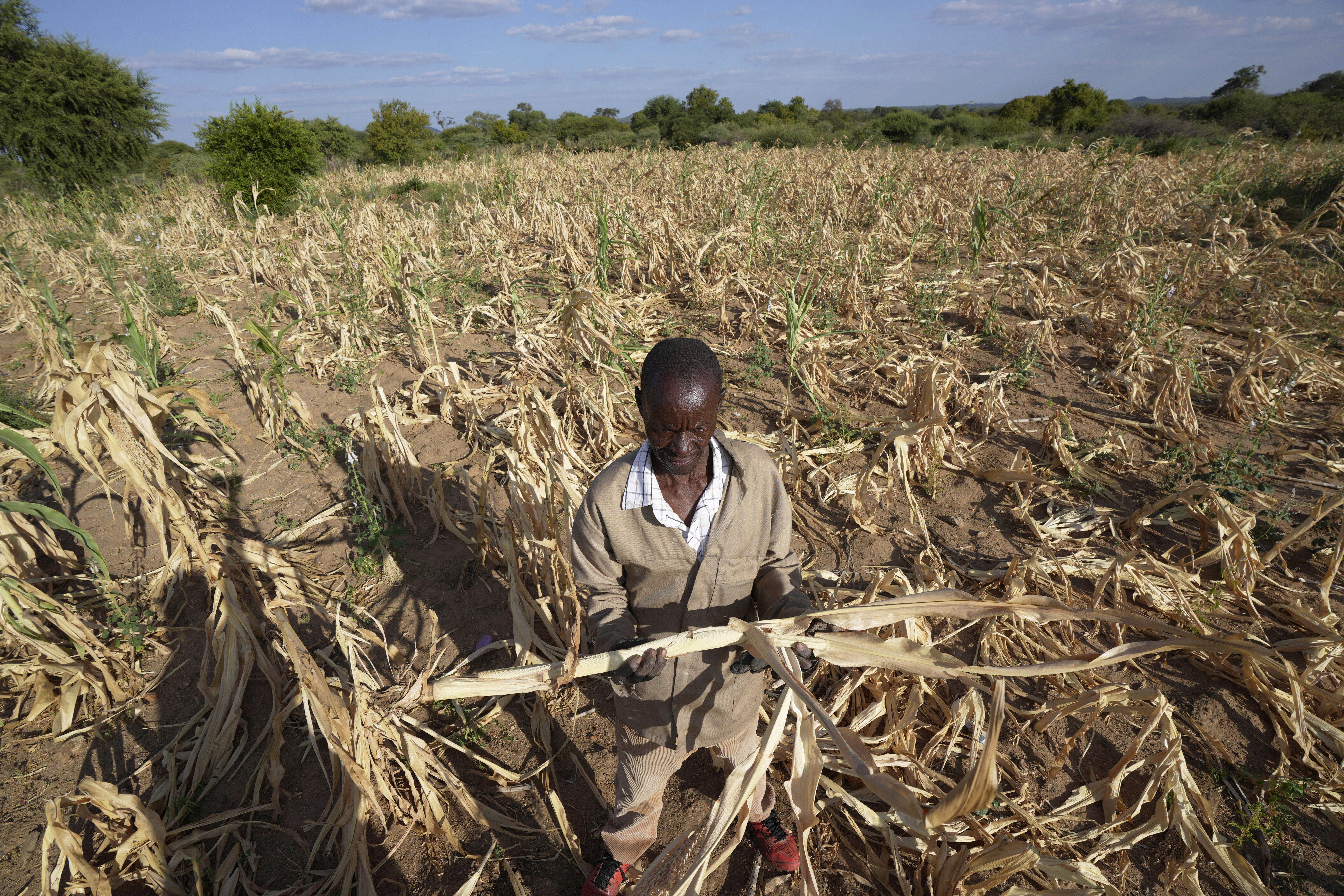 FILE - James Tshuma, a farmer in Mangwe district in southwestern Zimbabwe, stands in the middle of his dried up crop field amid a drought, in Zimbabwe, March, 22, 2024. (AP Photo/Tsvangirayi Mukwazhi, File)