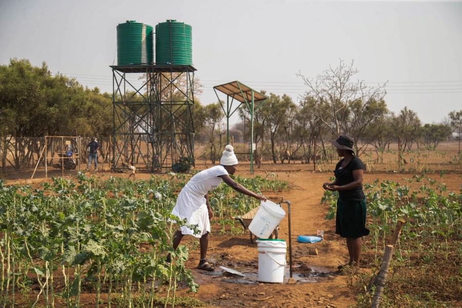 Villagers fill water buckets in a plot that is part of a climate-smart agriculture program funded by the United States Agency for International Development in Chipinge, Zimbabwe on Thursday, Sept. 19, 2024. (AP Photo/Aaron Ufumeli)