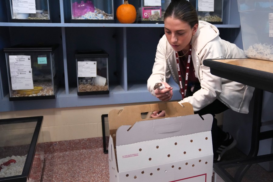 Adoption coordinator Lexi Giannopoulos loads four fancy mice, which were adopted out of nearly 1,000 fancy mice that were surrendered, at the New Hampshire SPCA, Friday, Nov. 15, 2024, in Stratham, N.H. (AP Photo/Charles Krupa)