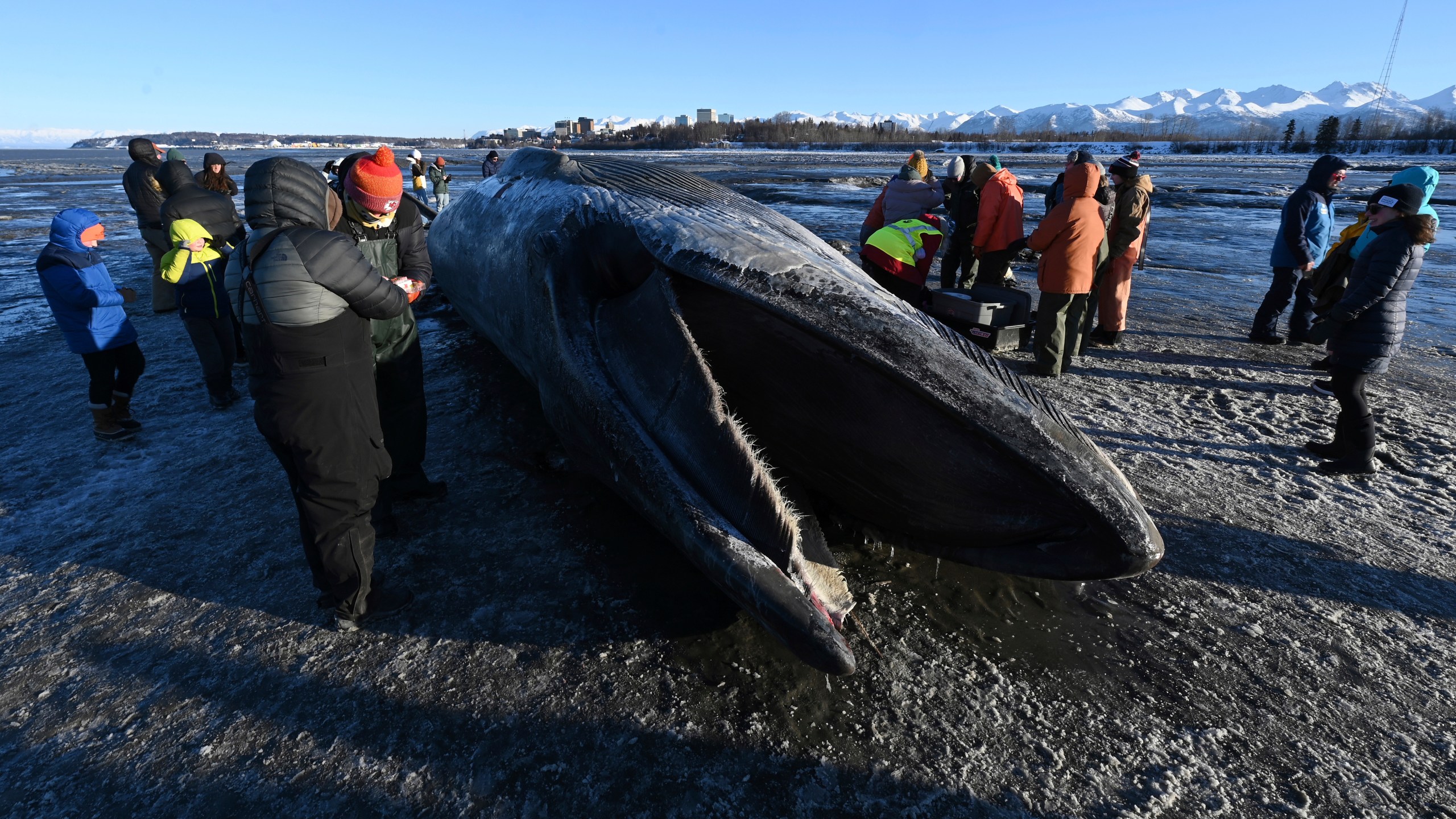 A dead fin whale rests on the frozen mudflats near Anchorage, Alaska, Monday, Nov. 18, 2024. (Bill Roth/Anchorage Daily News via AP)