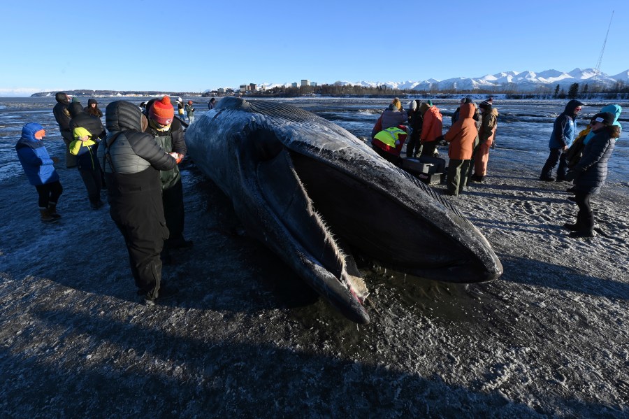 A dead fin whale rests on the frozen mudflats near Anchorage, Alaska, Monday, Nov. 18, 2024. (Bill Roth/Anchorage Daily News via AP)