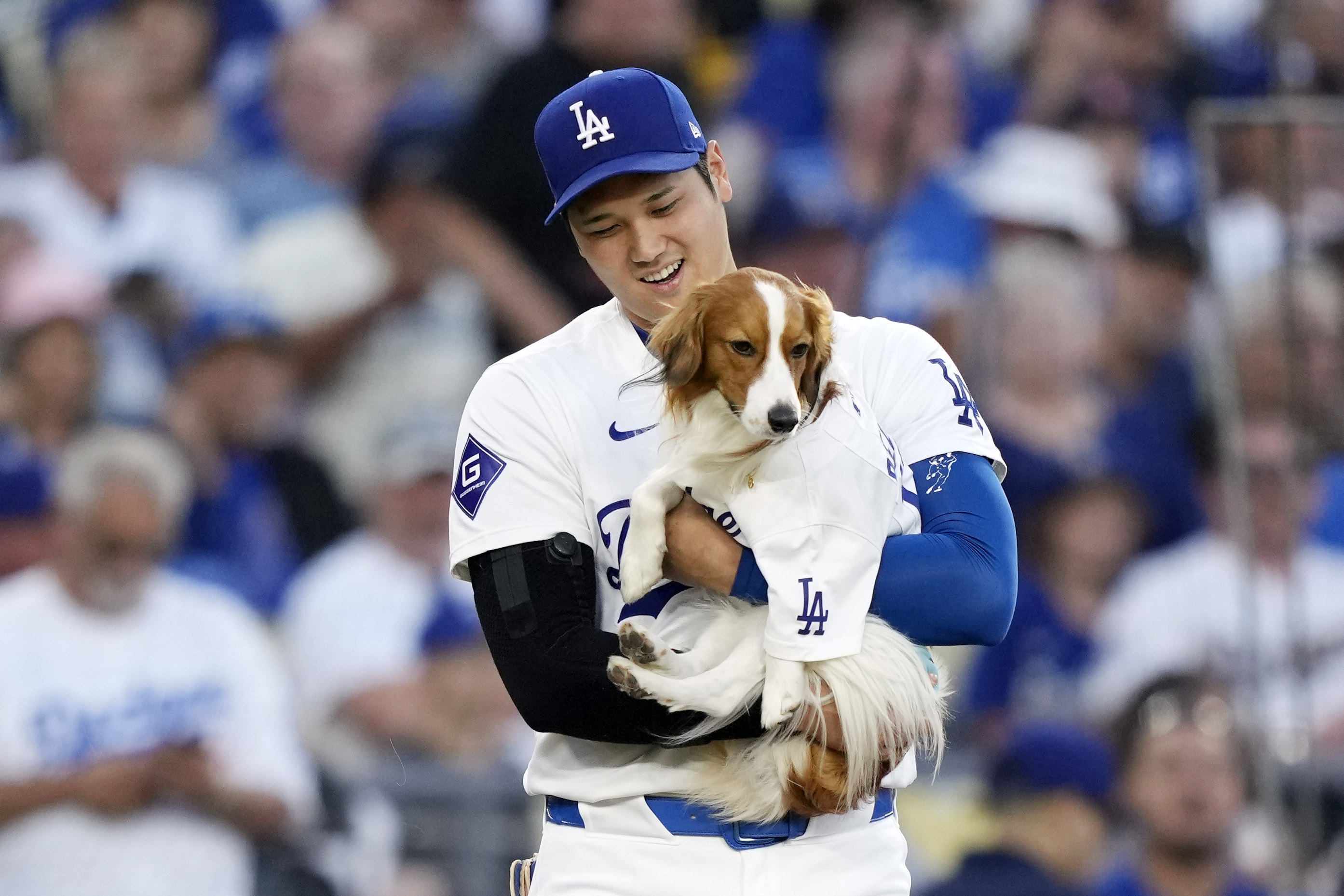 FILE - Los Angeles Dodgers' Shohei Ohtani brings his dog Decoy to mound before Decoy delivered the ceremonial first pitch prior to a baseball game between the Dodgers and the Baltimore Orioles, Wednesday, Aug. 28, 2024, in Los Angeles. (AP Photo/Mark J. Terrill, File)