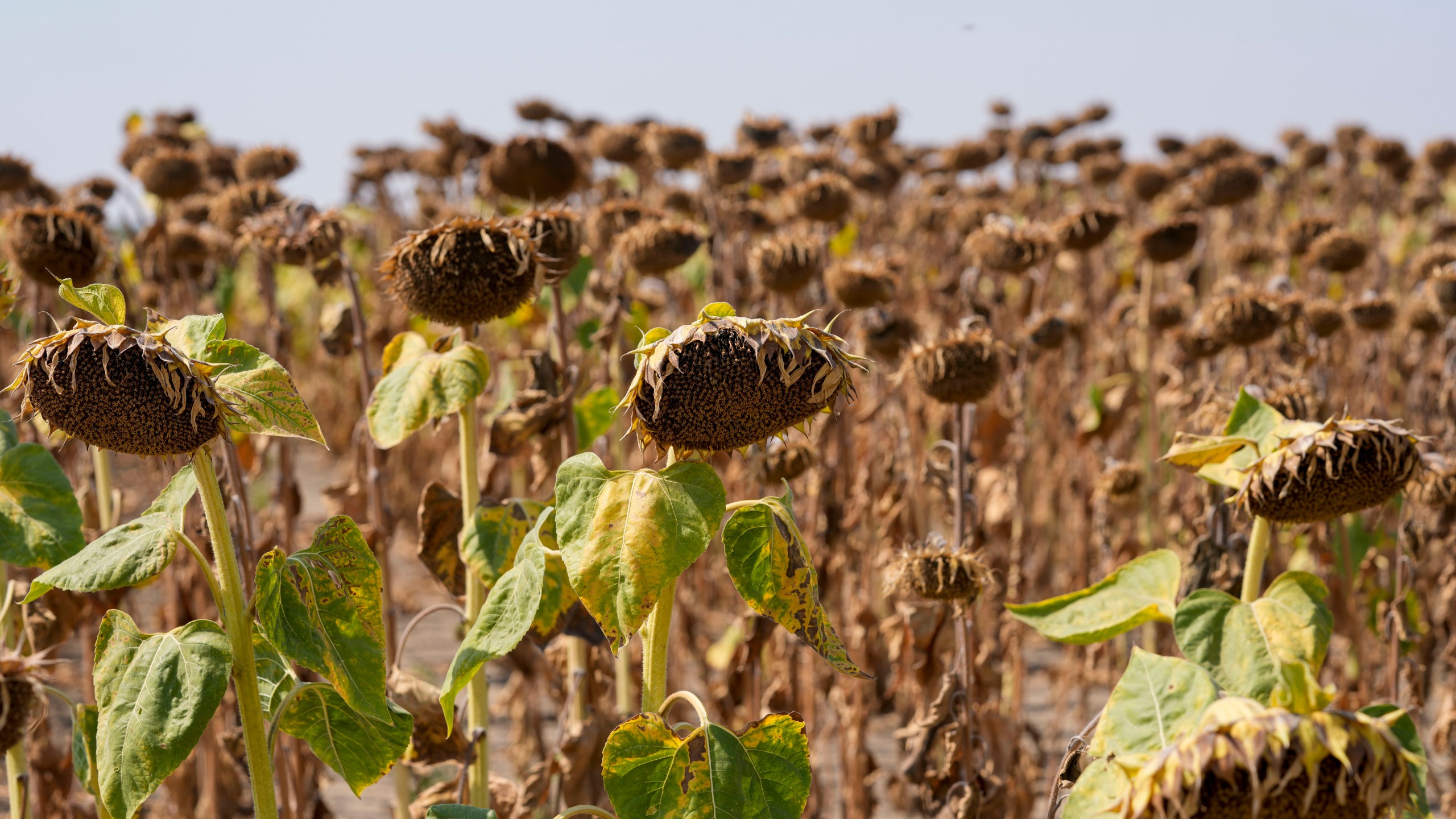 FILE - Sunflowers appear wilted in a field amid a drought near the town of Becej, Serbia, Sept. 4, 2024. (AP Photo/Darko Vojinovic, File)