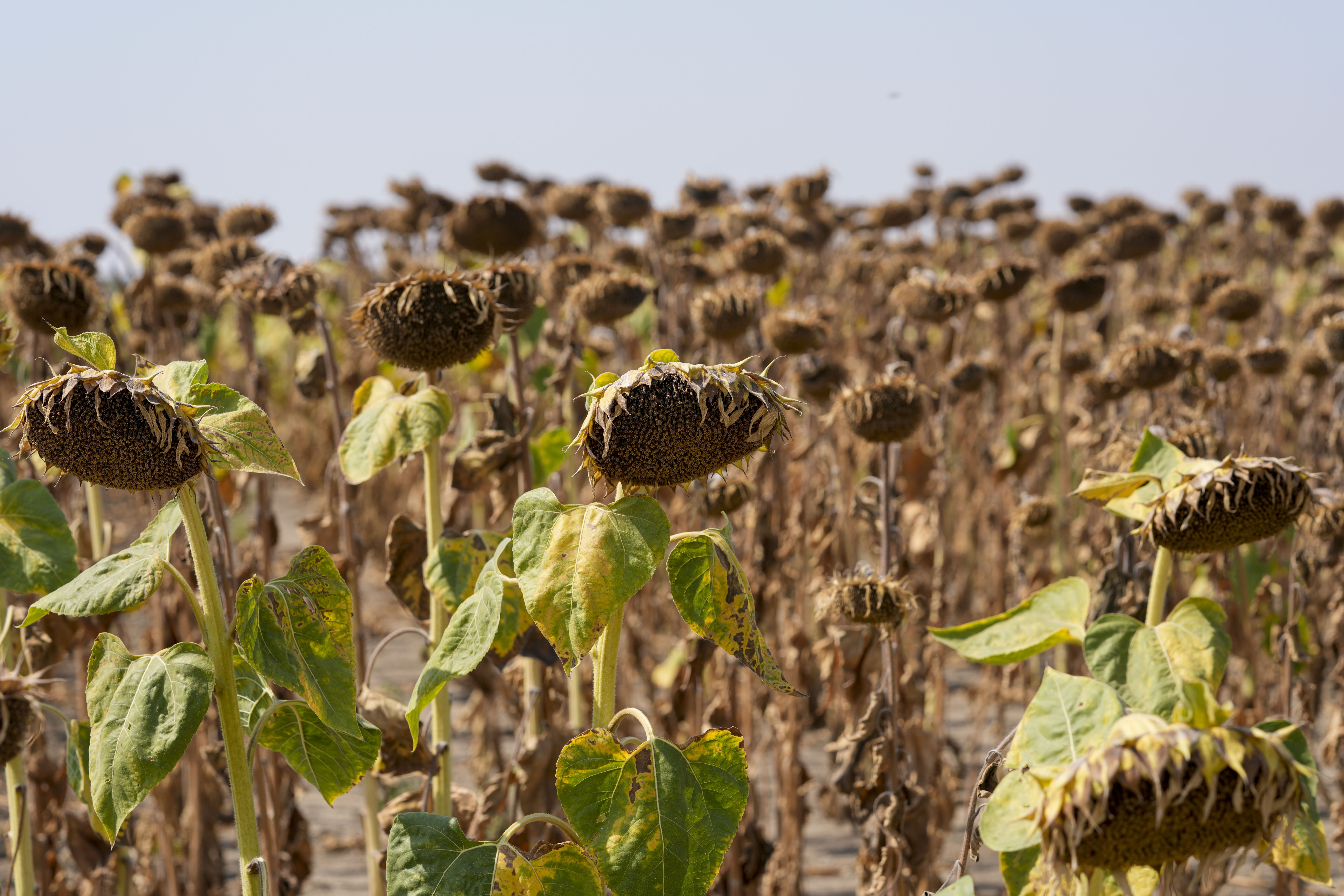 FILE - Sunflowers appear wilted in a field amid a drought near the town of Becej, Serbia, Sept. 4, 2024. (AP Photo/Darko Vojinovic, File)