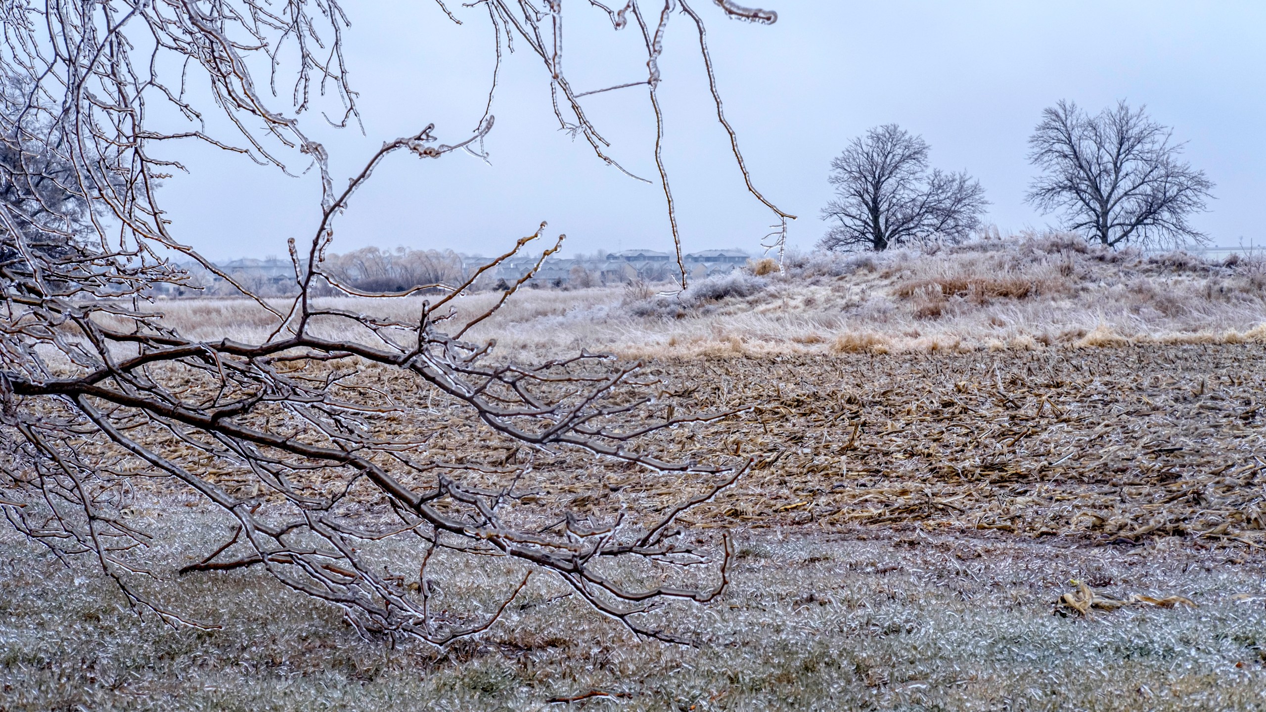 Ice accumulates on Trees, grass, and corn stalks in North Liberty, Iowa on Saturday, Dec. 14, 2024. (Nick Rohlman/The Gazette via AP)