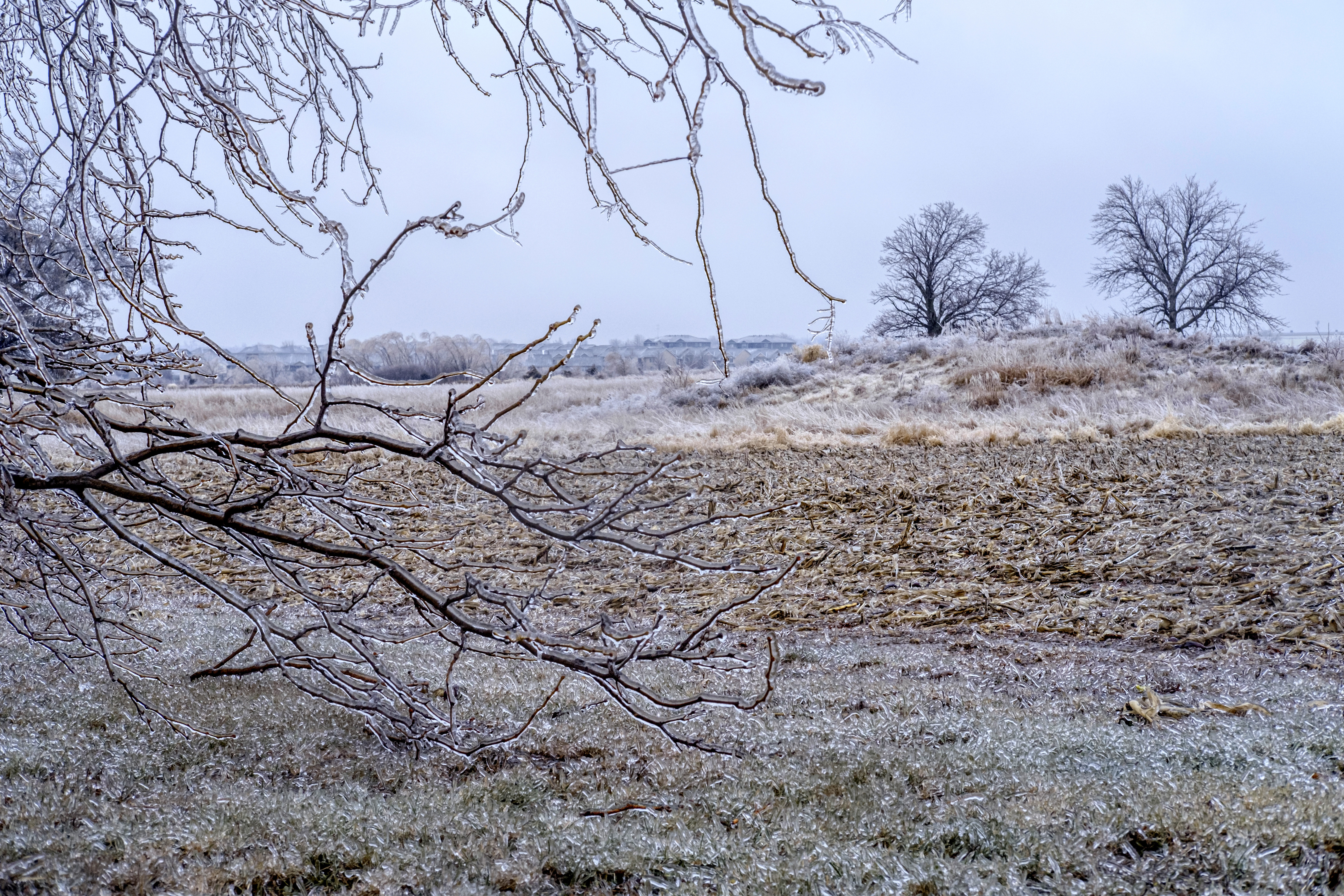 Ice accumulates on Trees, grass, and corn stalks in North Liberty, Iowa on Saturday, Dec. 14, 2024. (Nick Rohlman/The Gazette via AP)