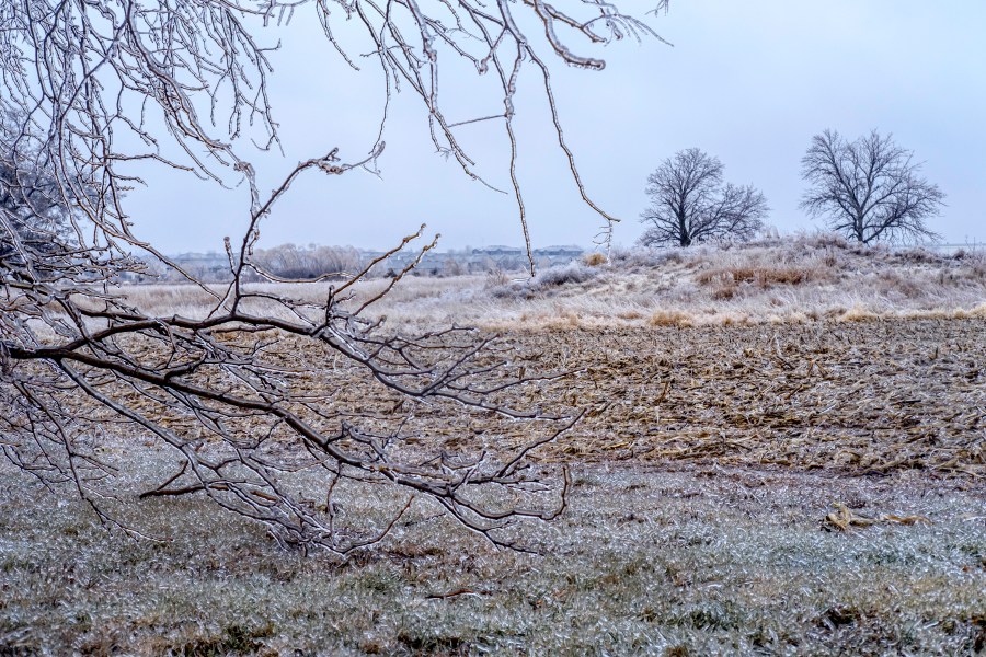 Ice accumulates on Trees, grass, and corn stalks in North Liberty, Iowa on Saturday, Dec. 14, 2024. (Nick Rohlman/The Gazette via AP)