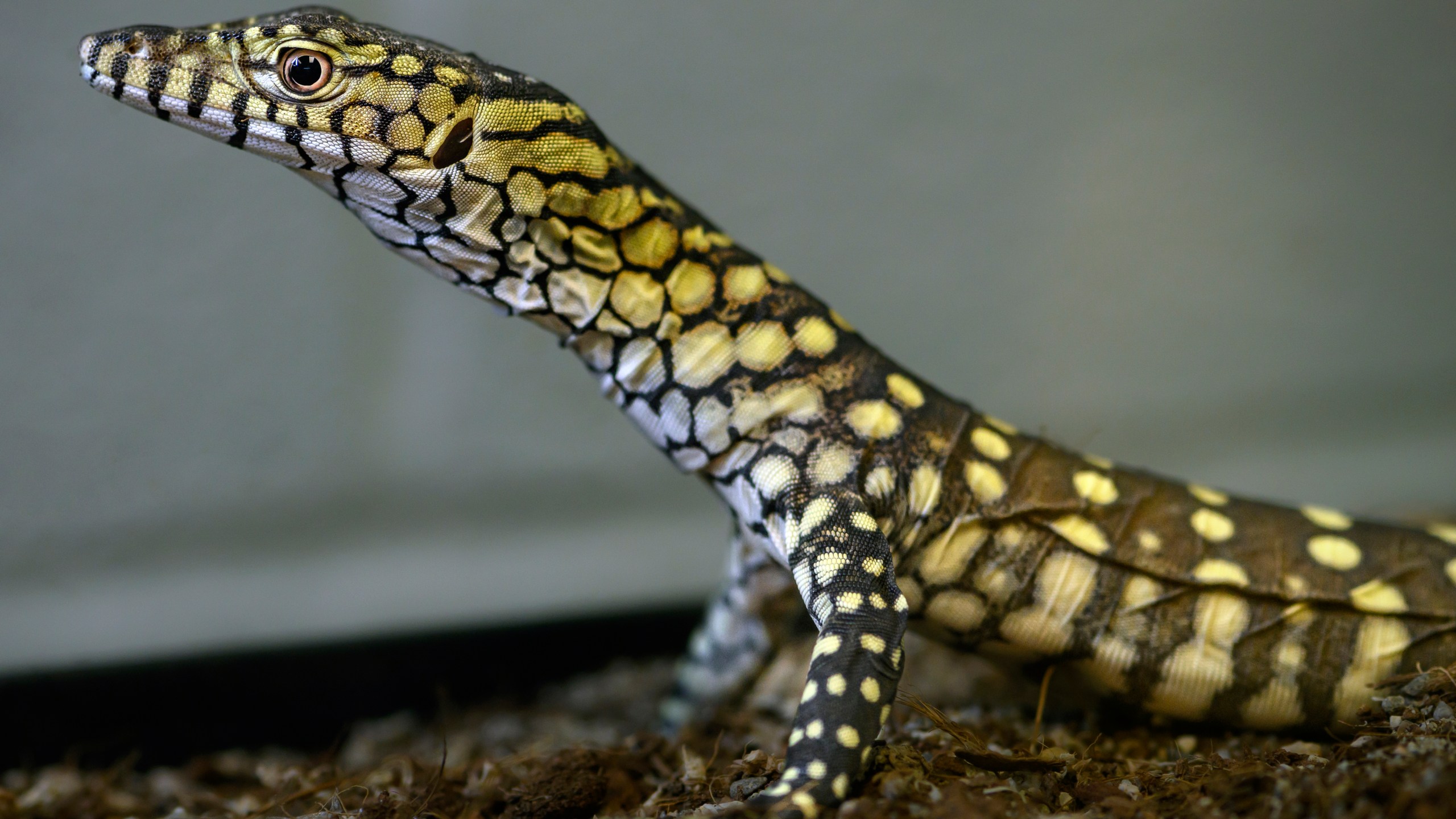 This photo provided by the Los Angeles Zoo shows one of two newly born perentie lizards at the zoo, Thursday, Dec. 12, 2024, in Los Angeles. (Jamie Pham/Los Angeles Zoo via AP)