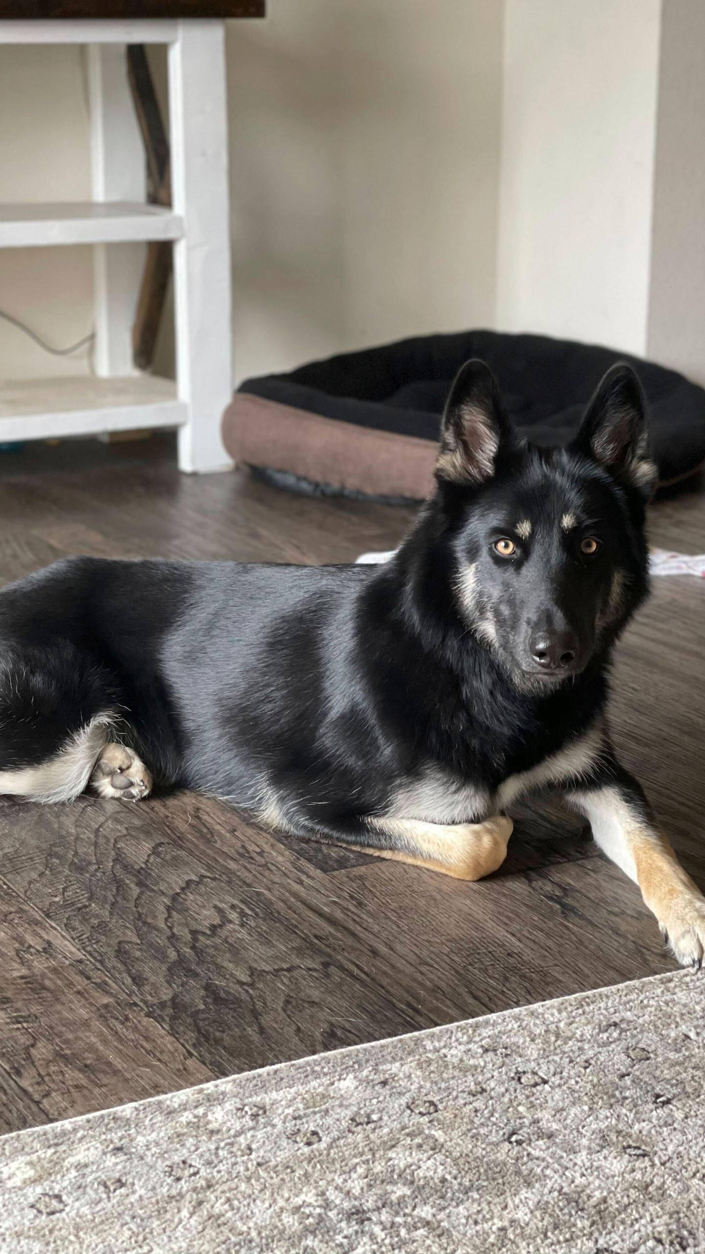 This photo provided by Brooke Comer on Friday, Dec. 27, 2024, shows Athena, a 4-year-old German shepherd and husky mix, who returned home to her Florida family in the middle of the night on Christmas Eve 2024 by ringing the doorbell, ending a more than weeklong mass search among her community. (Brooke Comer via AP)