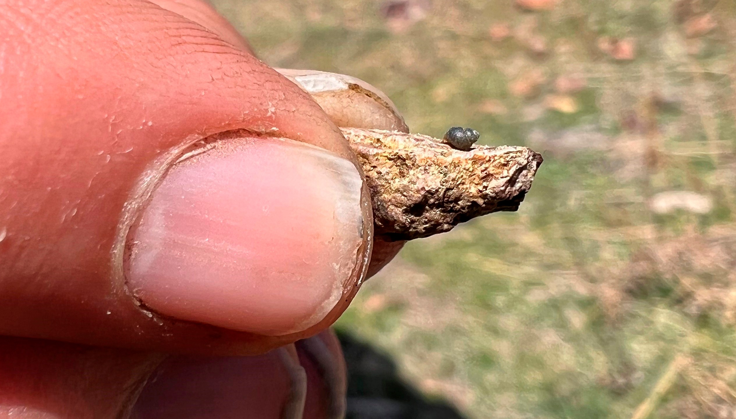 FILE - This photo provided by Lynne Buckner shows a Kings River pryg, a springsnail found in 13 isolated springs around Thacker Pass, 200 miles northeast of Reno, Nev., April 7, 2022. (Lynne Buckner via AP, File)