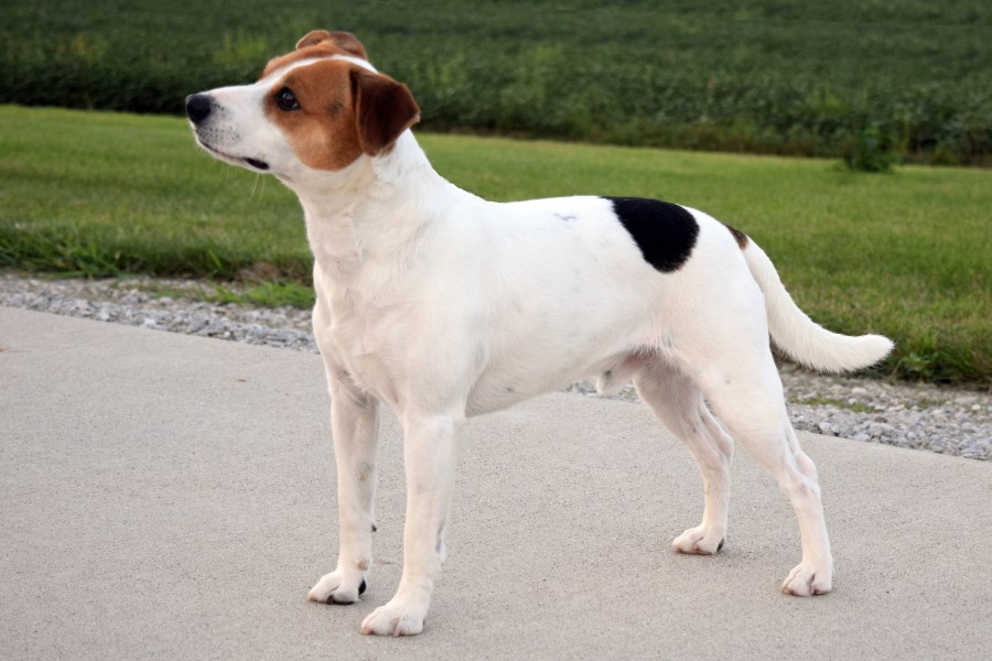 This image provided by the American Kennel Club shows a Danish-Swedish Farmdog standing outdoors, the latest dog in the American Kennel Club's lineup of recognized breeds. (Brooks H Mabry/American Kennel Club via AP)