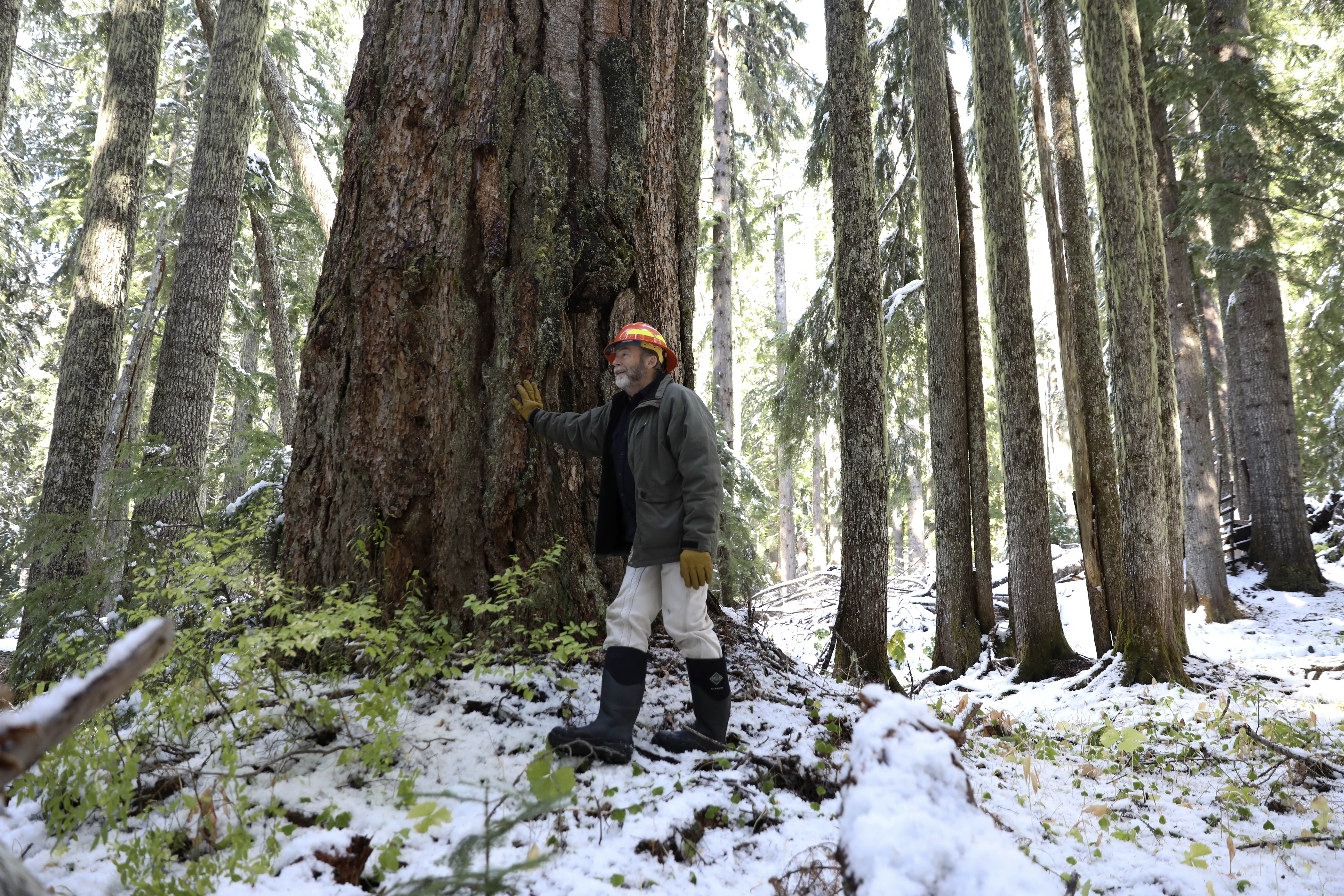 FILE - Peter Beedlow, a scientist at the Environmental Protection Agency, stands among a group of old-growth Noble fir trees in the Willamette National Forest, Ore., Oct. 27, 2023. (AP Photo/Amanda Loman, File)