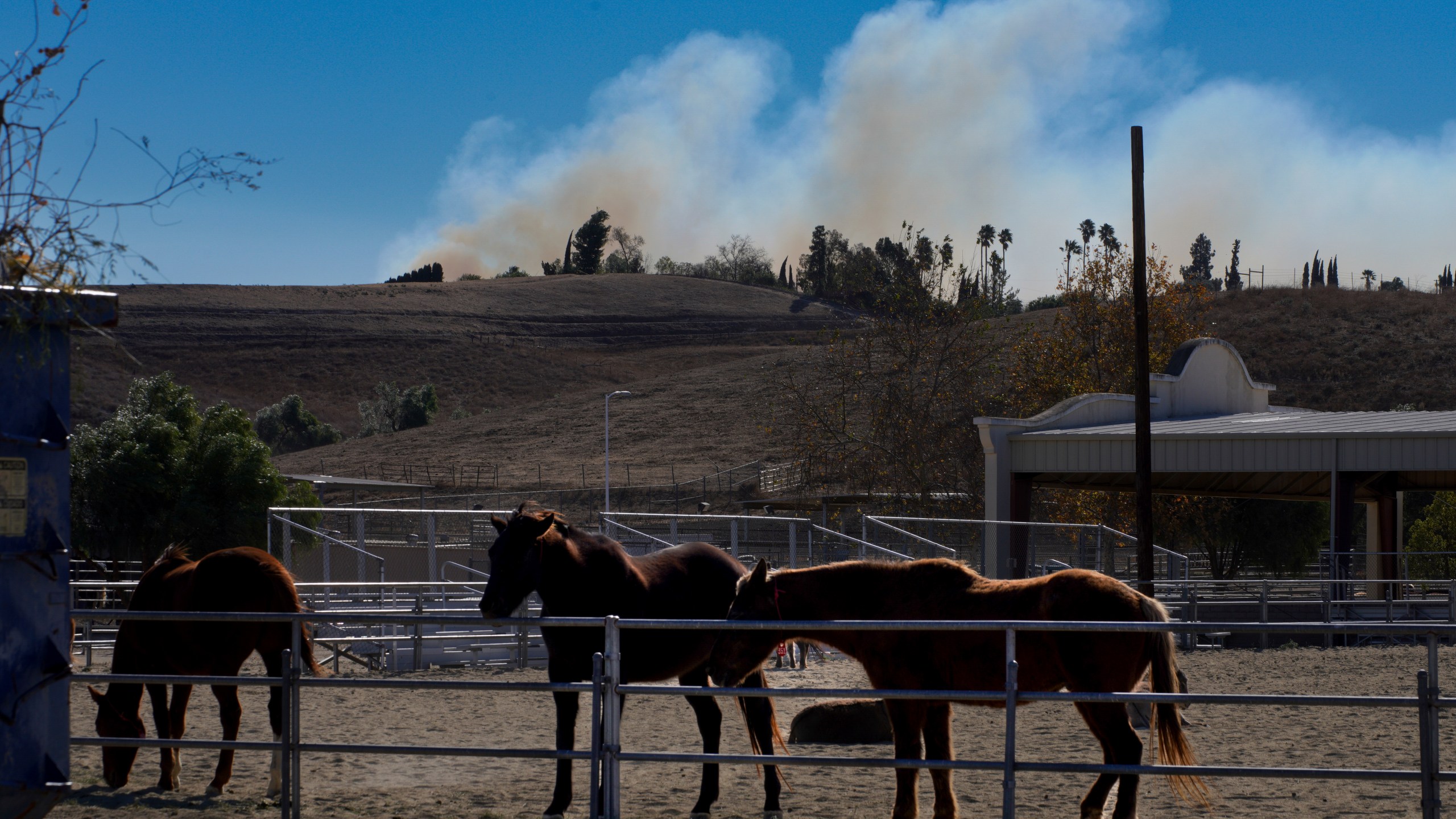 Horses are held in a pen at Pierce College, a wildfire evacuation center for animals, in the Woodland Hills section of Los Angeles, Thursday, Jan. 9, 2025. (AP Photo/Richard Vogel)