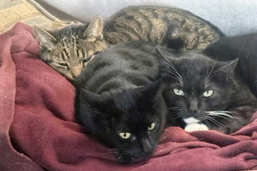 This photo provided by Joseph Journell of San Bernardino, Calif. shows two of his cats, Alexander, background, and Tuxsie, right, who died from bird flu after they drank raw cow's milk. Cleo, center, did not drink the milk and remained healthy. (Joseph Journell via AP)